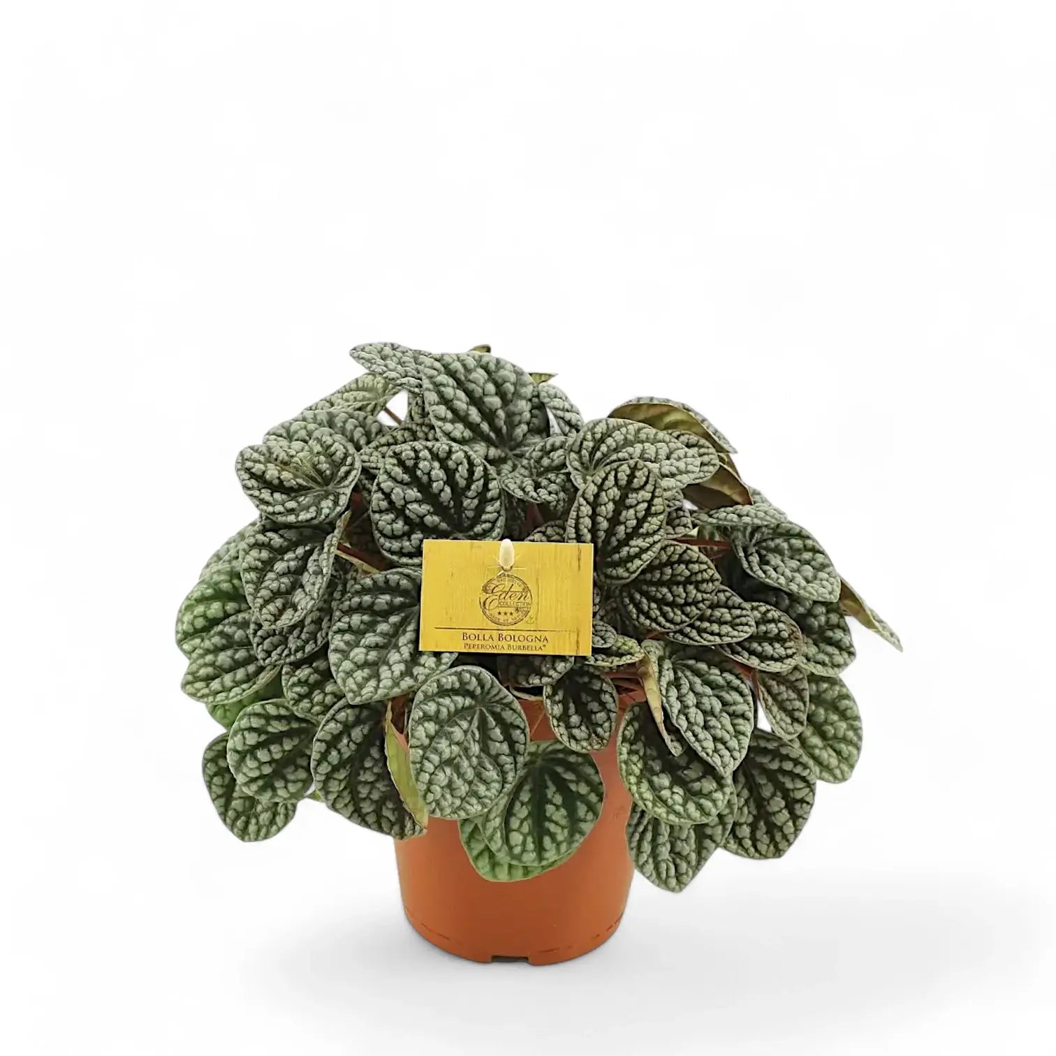 Peperomia caperata 'Burbella' potted houseplant in nursery pot on white background, product photo 2.