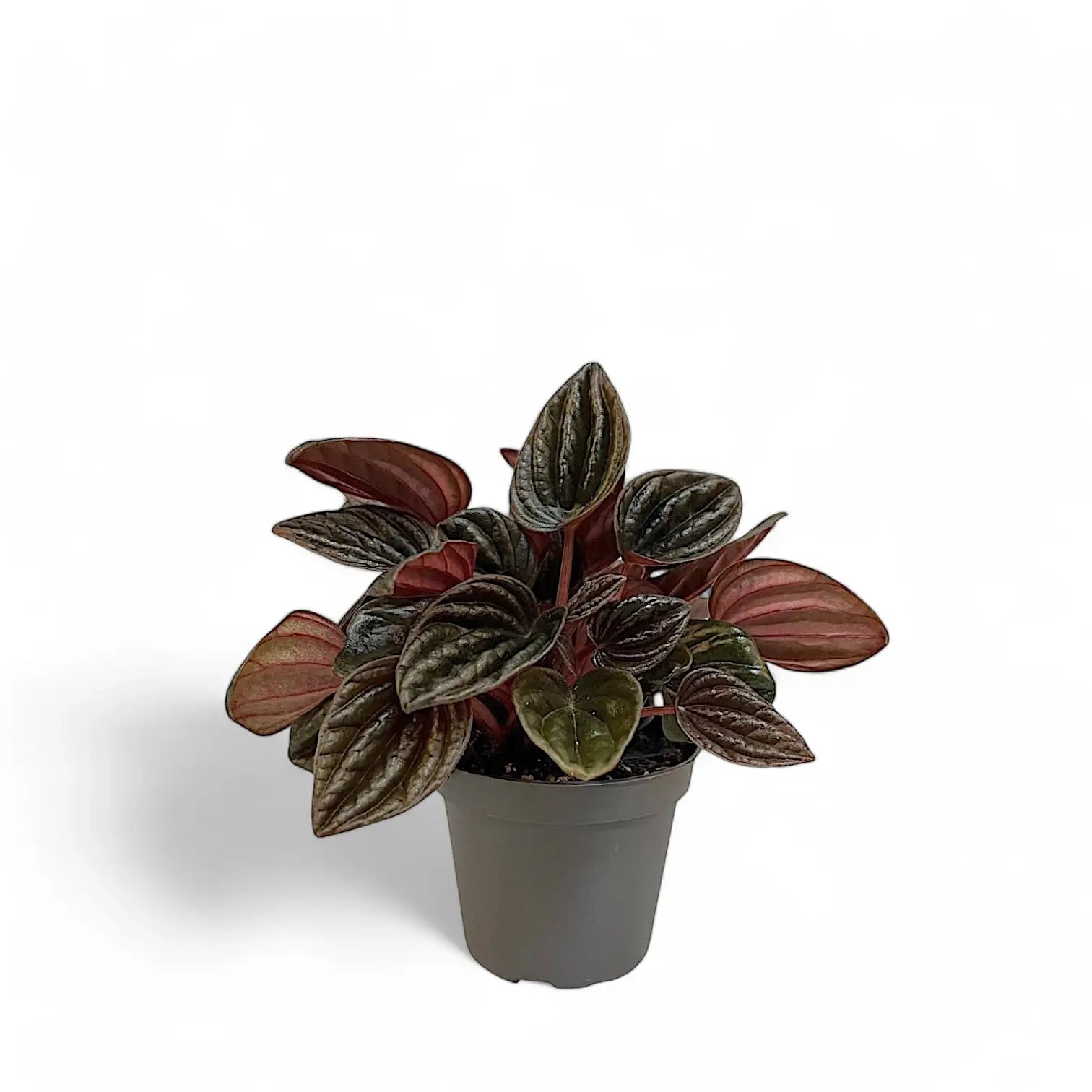 Peperomia caperata 'Montevideo' potted houseplant in nursery pot on white background, product photo 2.