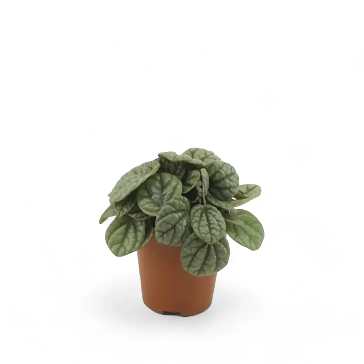 Peperomia caperata 'Moonlight' Zimmerpflanze im Anzuchttopf vor weiĂźem Hintergrund, Produktfoto 2.