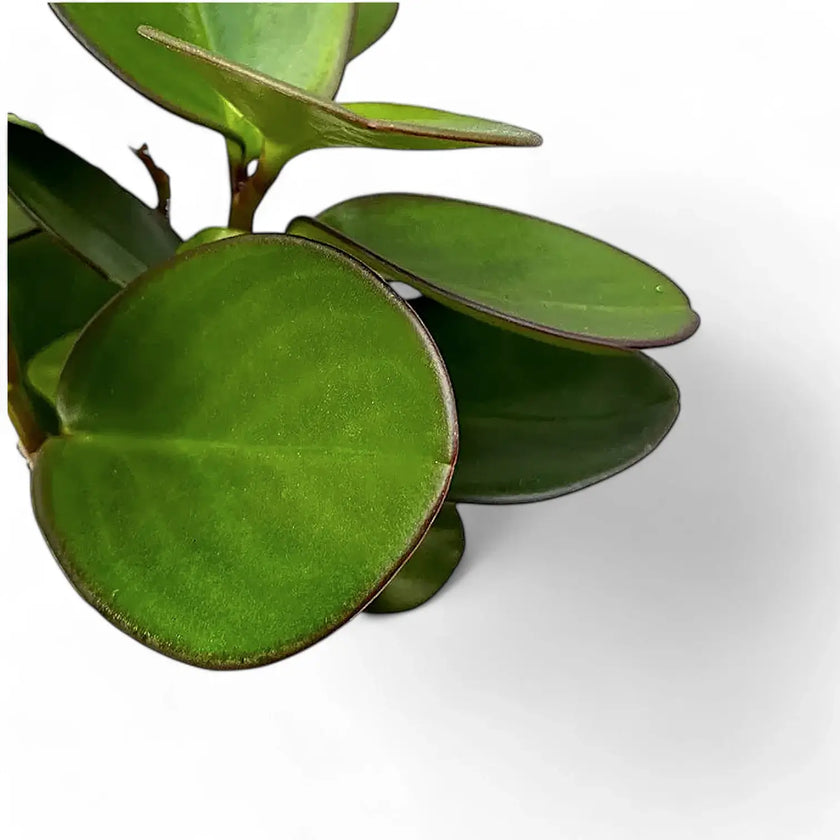 Peperomia clusiifolia 'Red Margin' leaf close-up on white background.