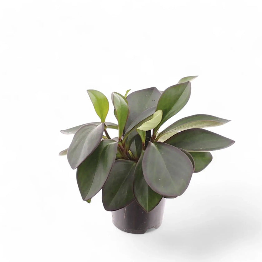 Peperomia clusiifolia 'Red Margin' potted houseplant in nursery pot on white background, product photo 2.
