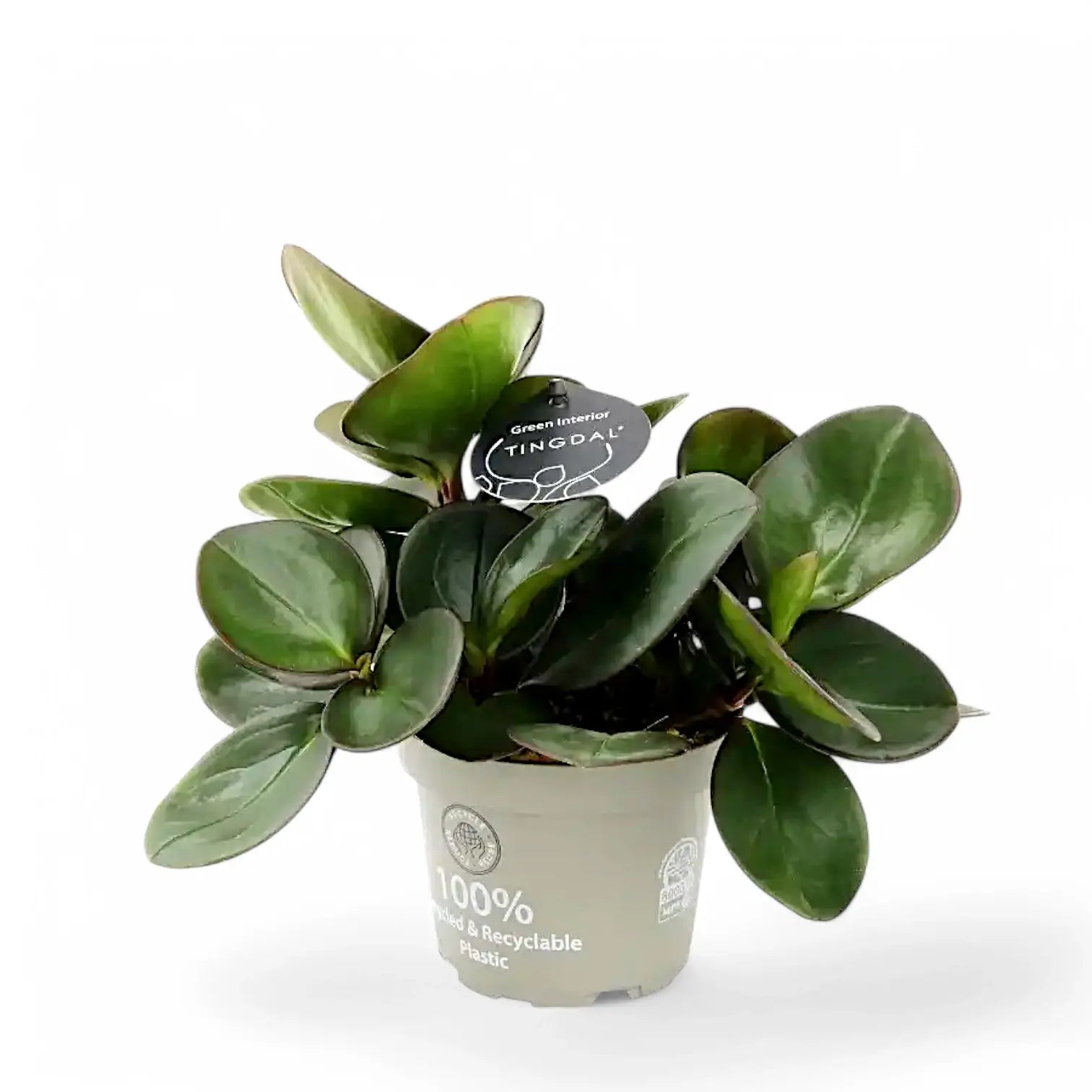 Peperomia clusiifolia 'Red Margin' potted houseplant in nursery pot on white background, product photo 3.