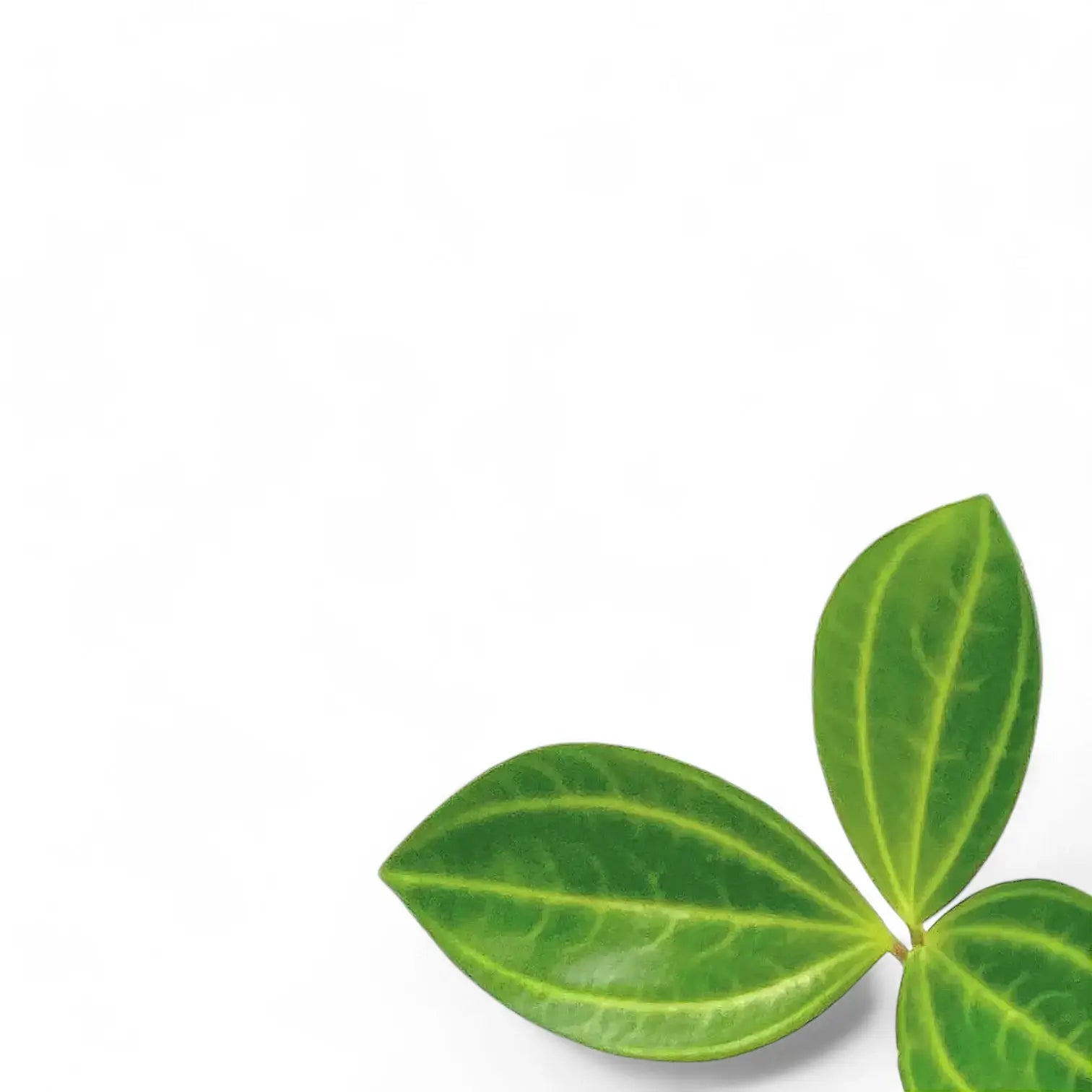 Peperomia dahlstedti leaf close-up on white background.