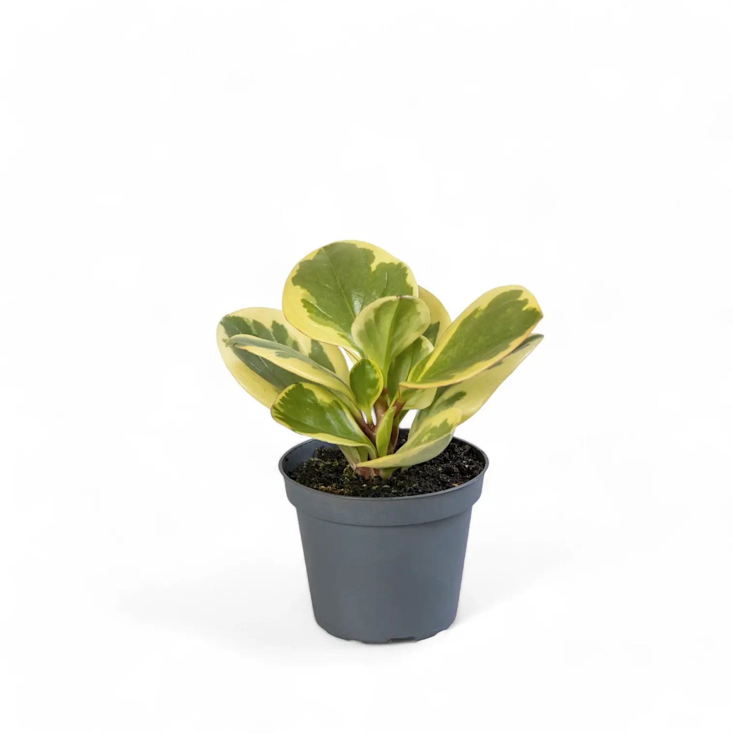 Peperomia obtusifolia 'Obtipan Bicolor' potted houseplant in nursery pot on white background, product photo 2.