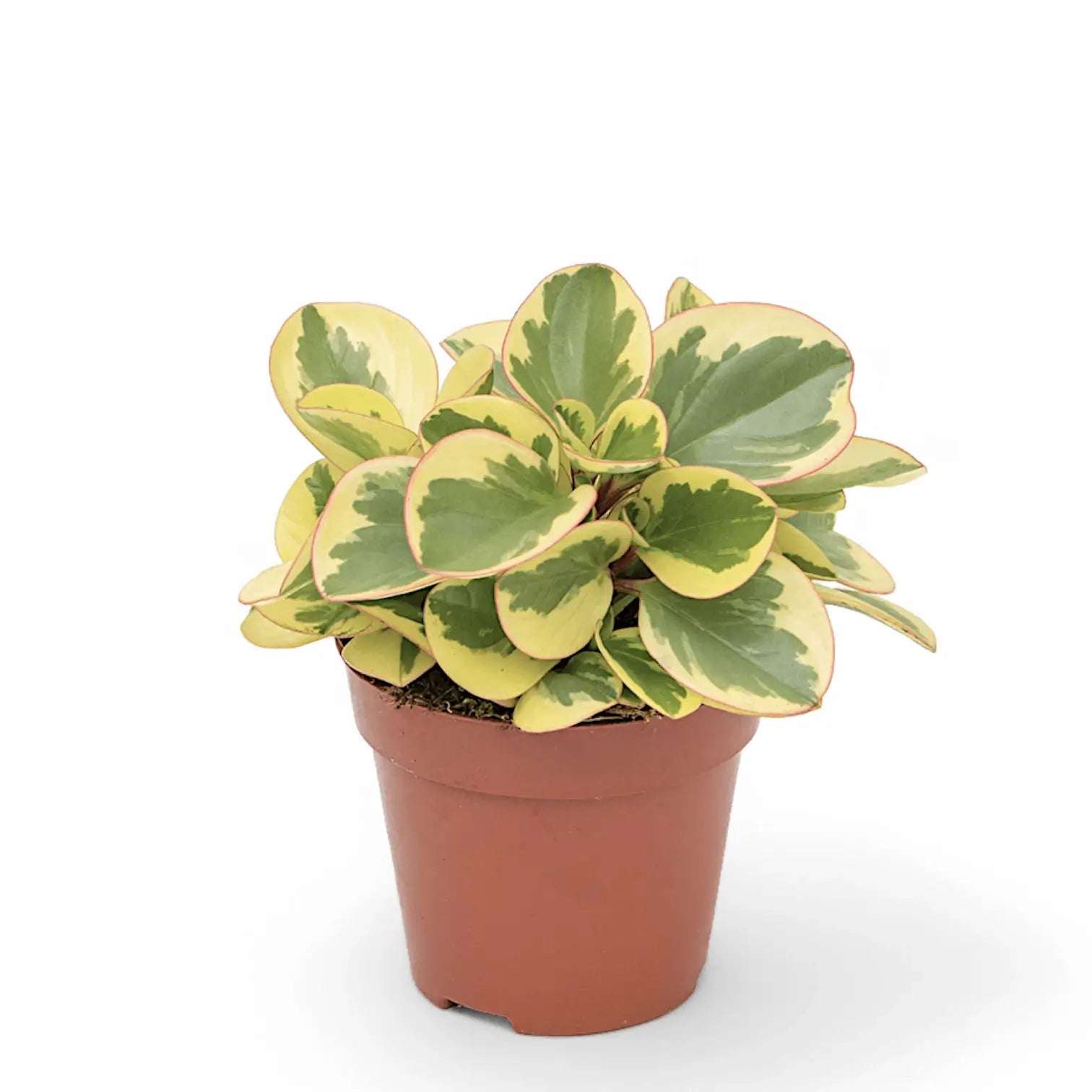 Peperomia obtusifolia 'Obtipan Bicolor' potted houseplant in nursery pot on white background, product photo 5.