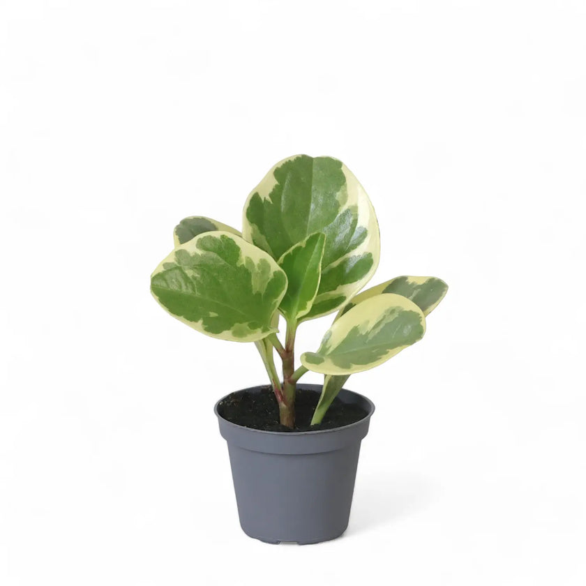 Peperomia obtusifolia 'USA' potted houseplant in nursery pot on white background, product photo 2.