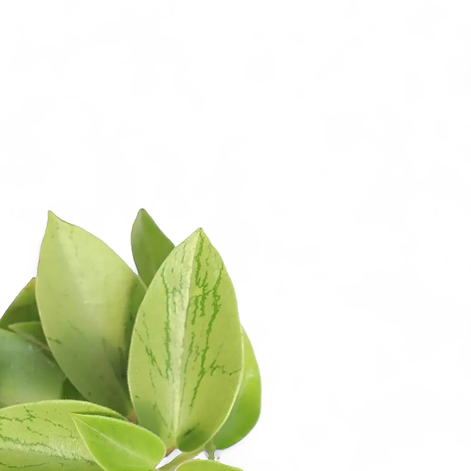 Peperomia orba 'Pixie Lime' leaf close-up on white background.