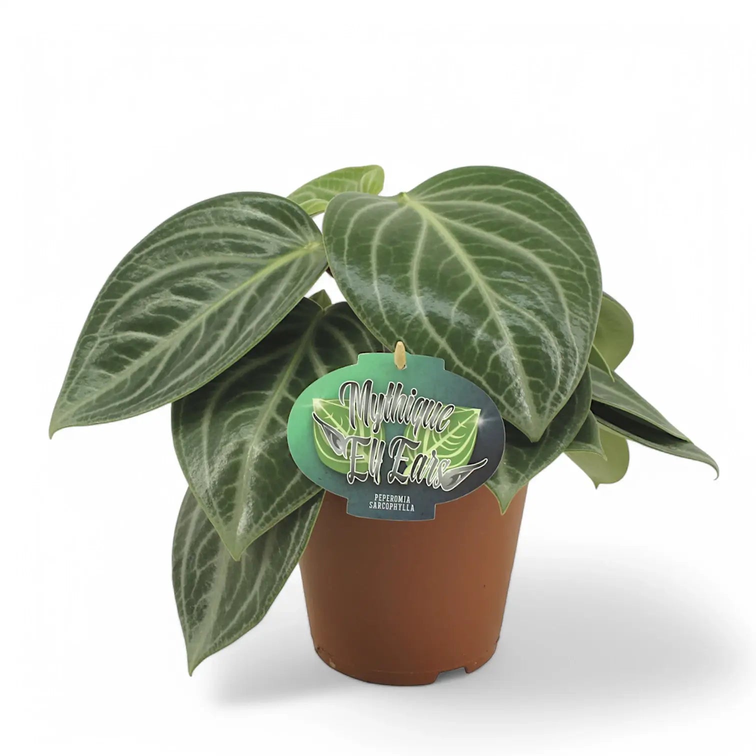 Peperomia pseudovariegata var. sarcophylla potted houseplant in nursery pot on white background, product photo 3.