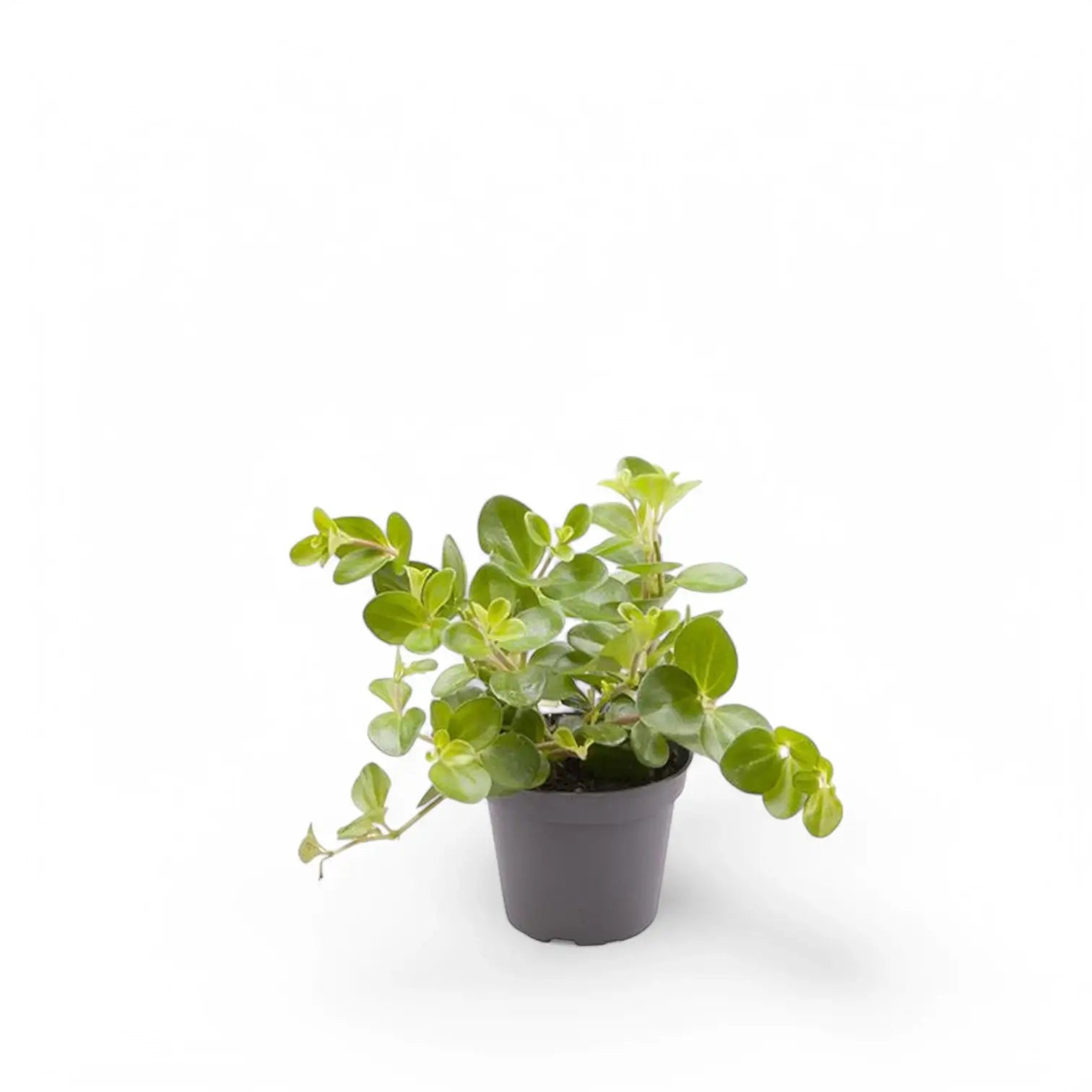 Peperomia rotundifolia Zimmerpflanze im Anzuchttopf vor weißem Hintergrund, Produktfoto 2.