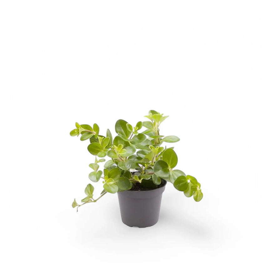 Peperomia rotundifolia potted houseplant in nursery pot on white background, product photo 2.