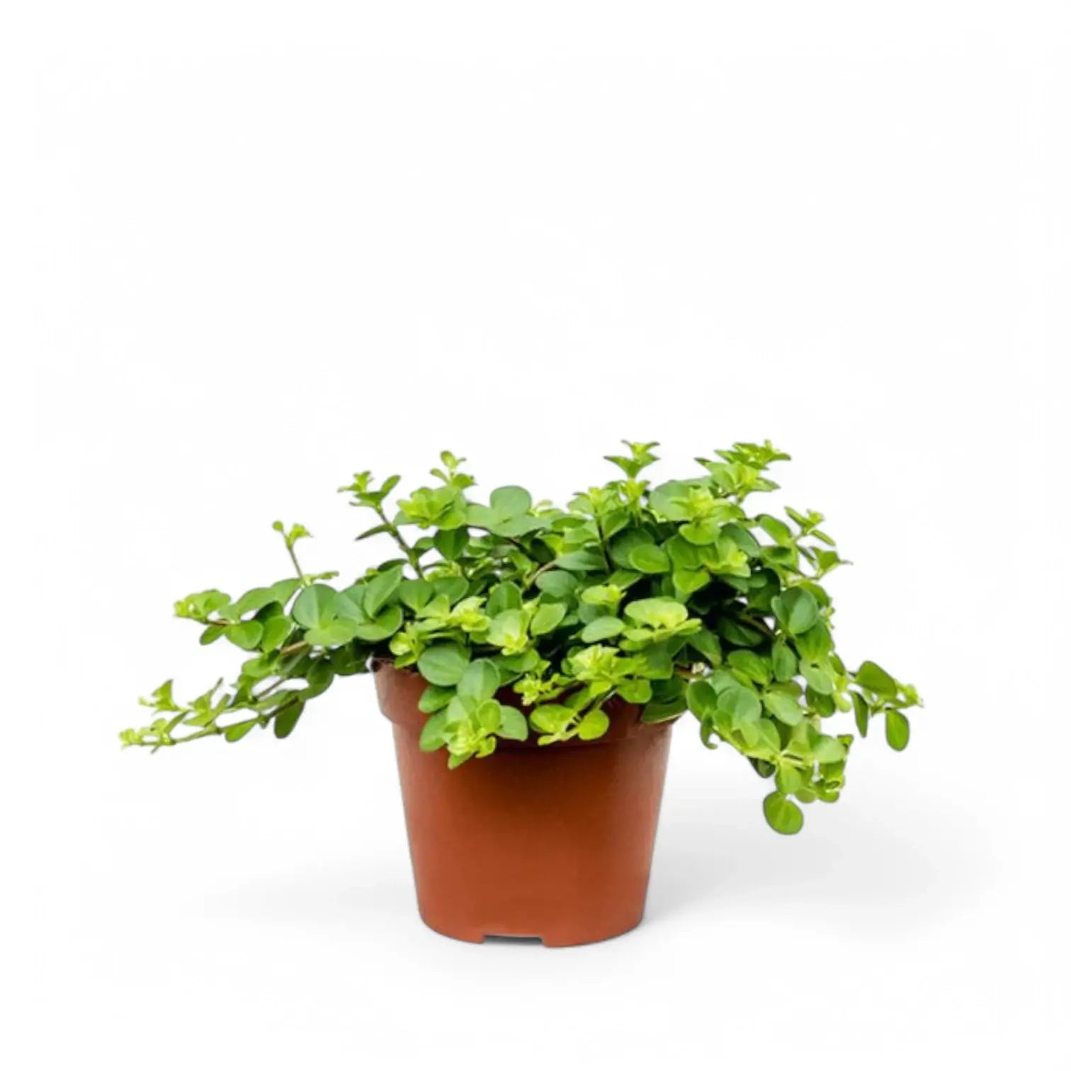 Peperomia rotundifolia Zimmerpflanze im Anzuchttopf vor weißem Hintergrund, Produktfoto 4.