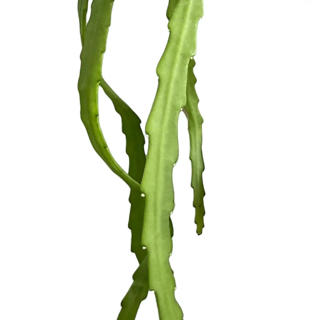 Pfeiffera asuntapatensis leaf close-up on white background.