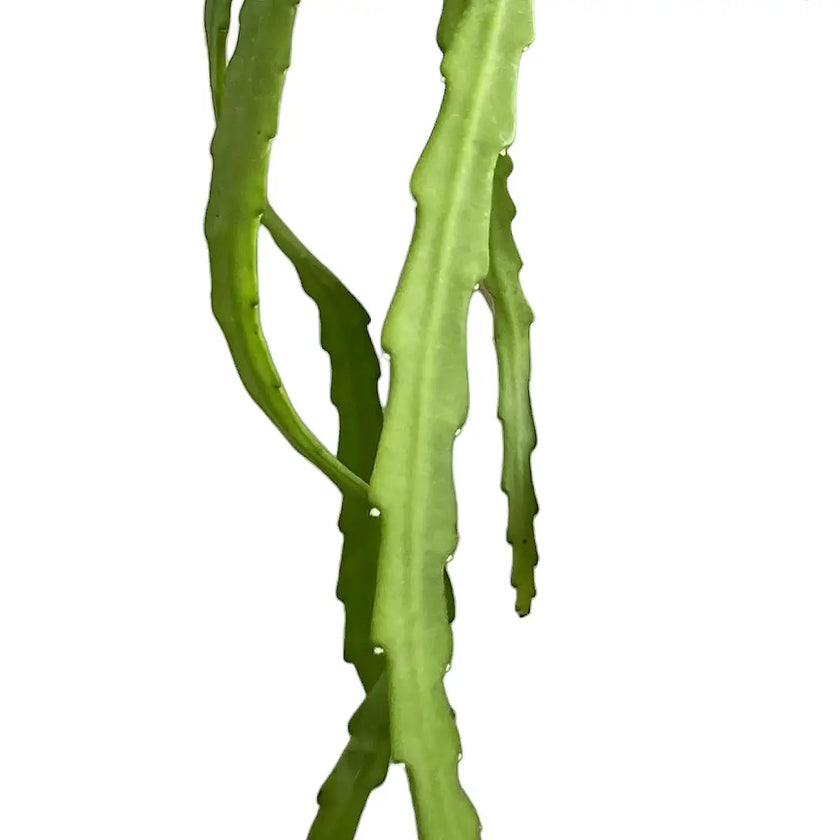 Pfeiffera asuntapatensis leaf close-up on white background.