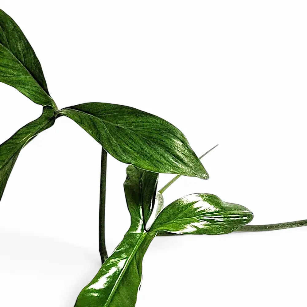 Philodendron 69686 leaf close-up on white background.