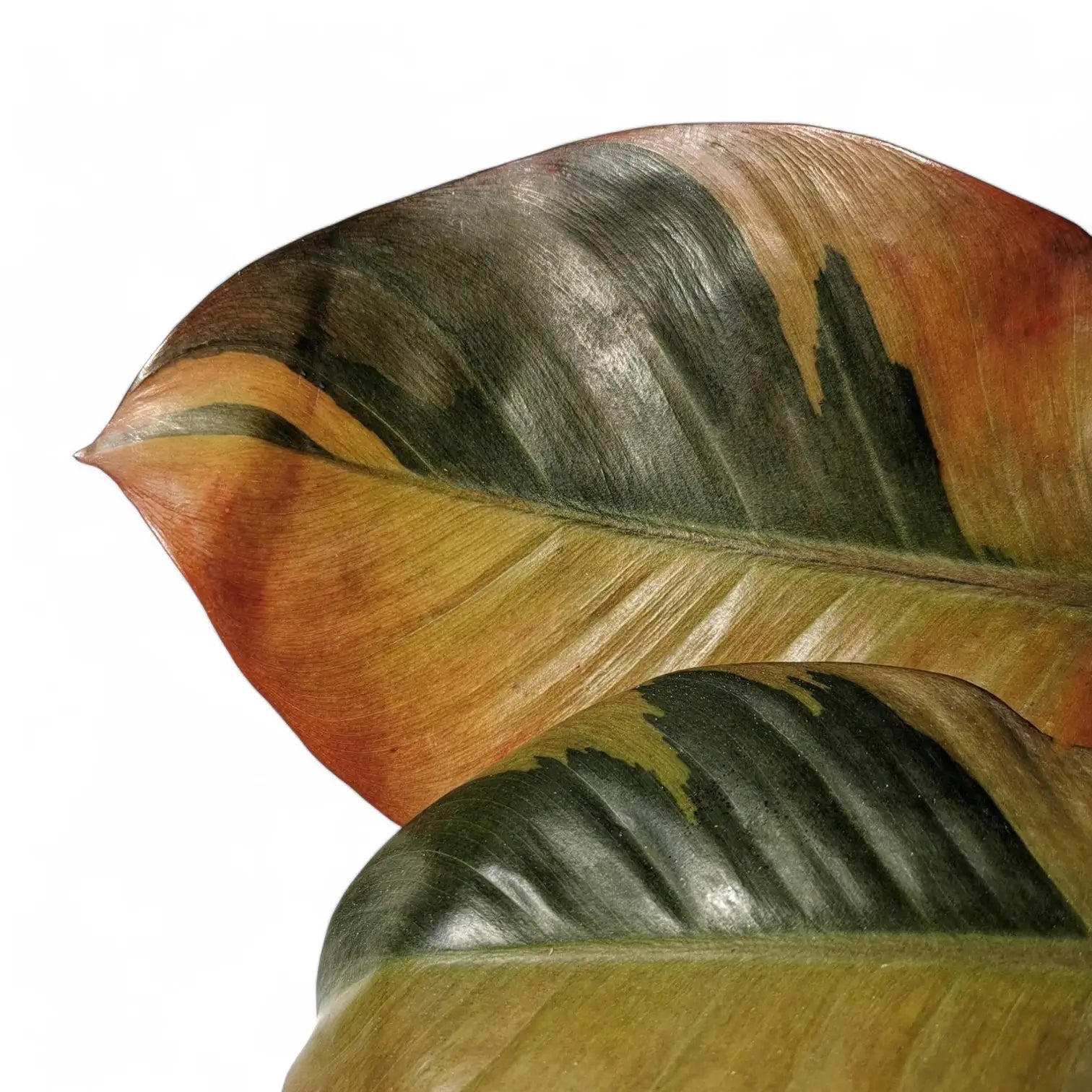 Philodendron 'Black Cardinal' variegata leaf close-up on white background.