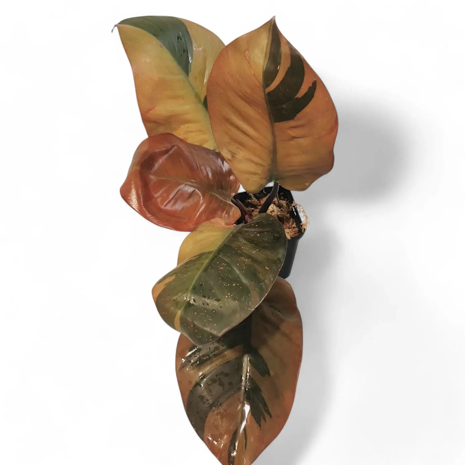 Philodendron 'Black Cardinal' variegata potted houseplant in nursery pot on white background, product photo 2.