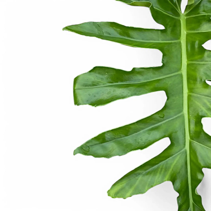 Philodendron 'Bob Cee' leaf close-up on white background.