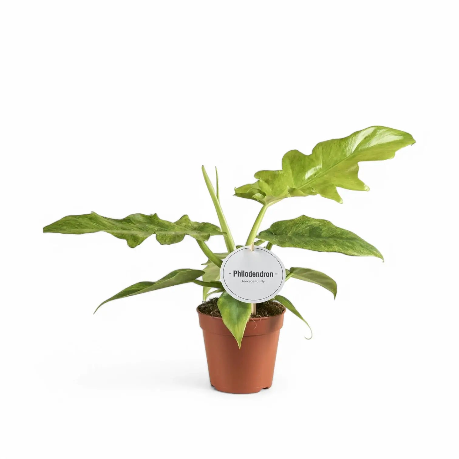 Philodendron 'Bob Cee' potted houseplant in nursery pot on white background, product photo 5.