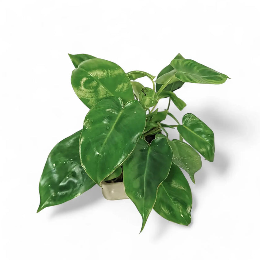 Philodendron 'Burle Marx' potted houseplant in nursery pot on white background, product photo 2.