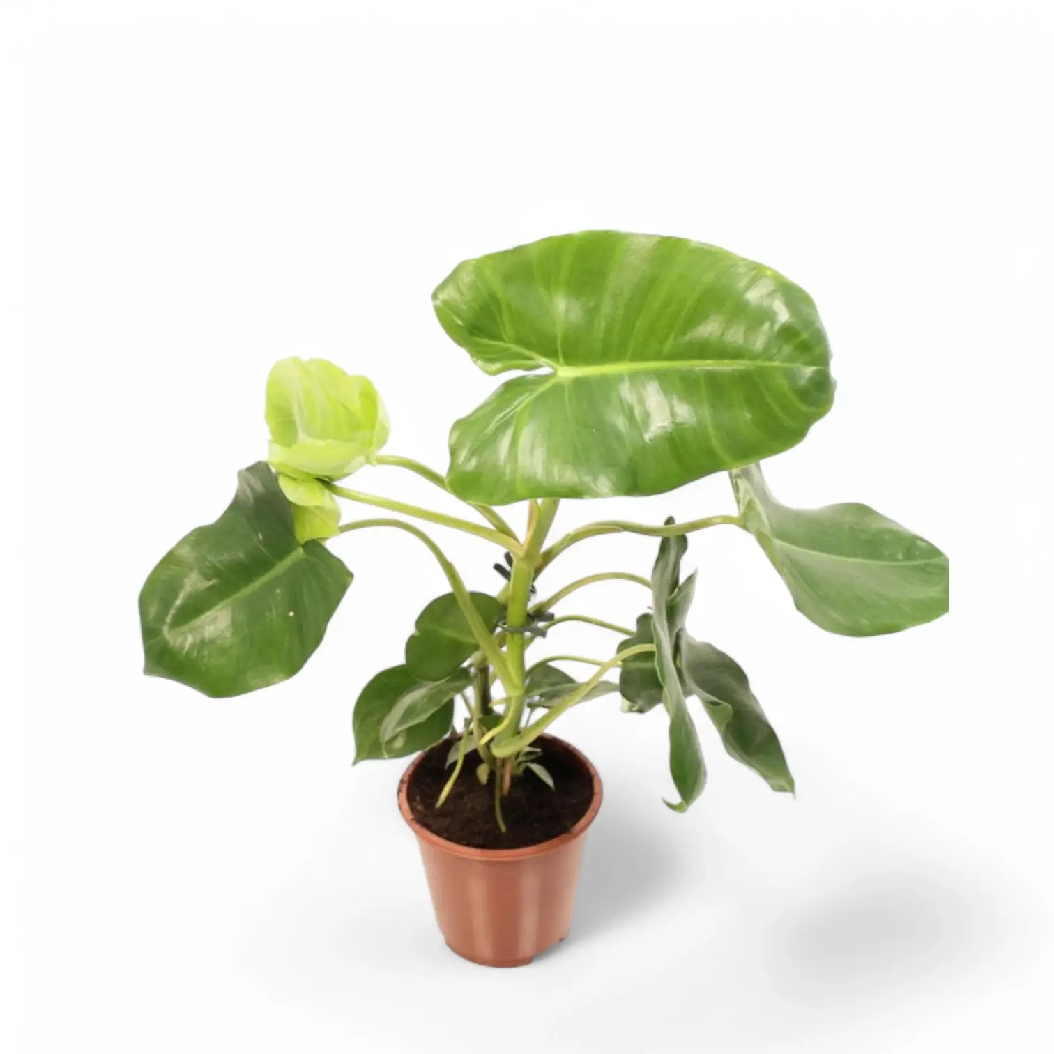 Philodendron 'Burle Marx' potted houseplant in nursery pot on white background, product photo 5.