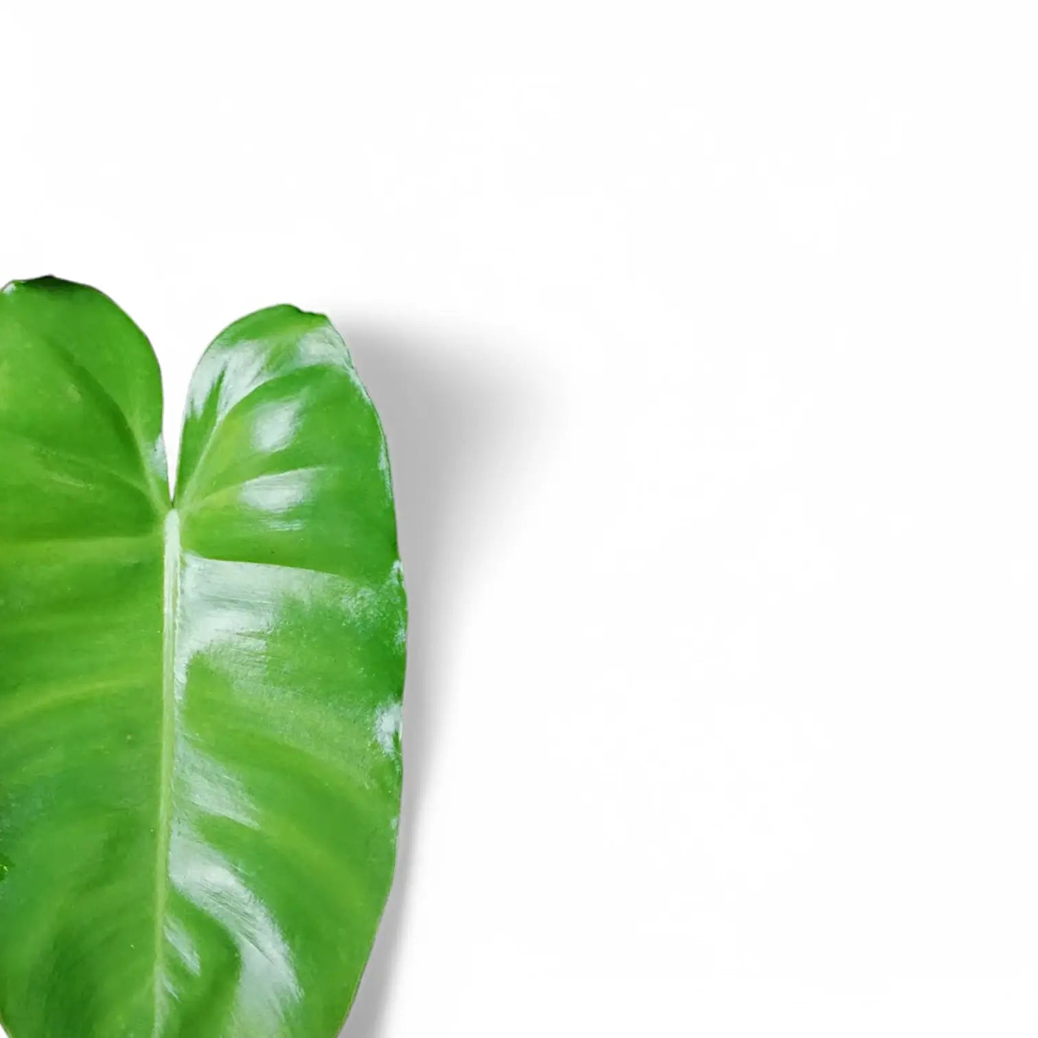 Philodendron 'Burle Marx' potted houseplant in nursery pot on white background, product photo 6.