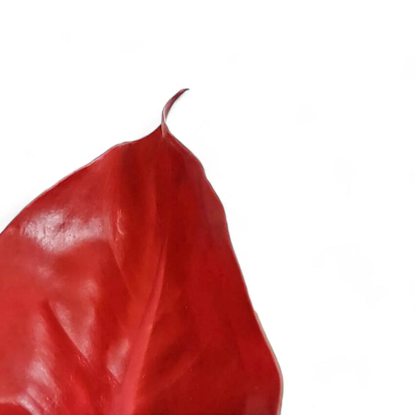 Philodendron 'Cherry red' â Blattdetail vor weiĂem Hintergrund..