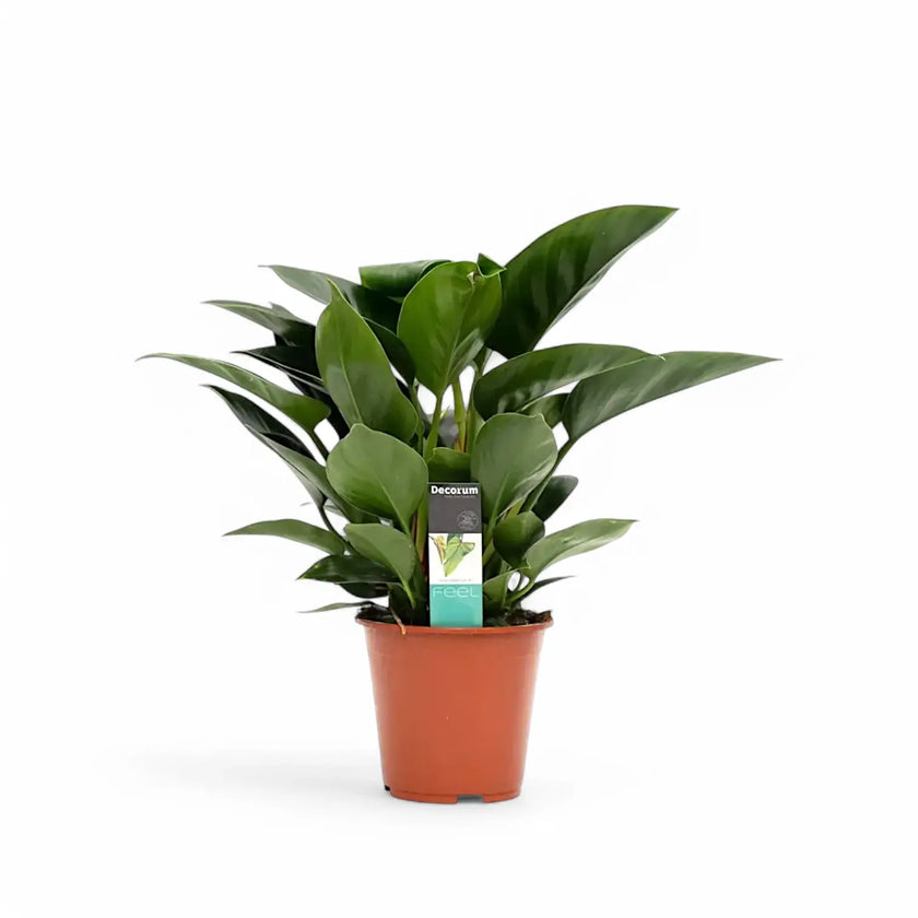 Philodendron 'Congo Apple' Zimmerpflanze im Anzuchttopf vor weiĂem Hintergrund, Produktfoto 2.