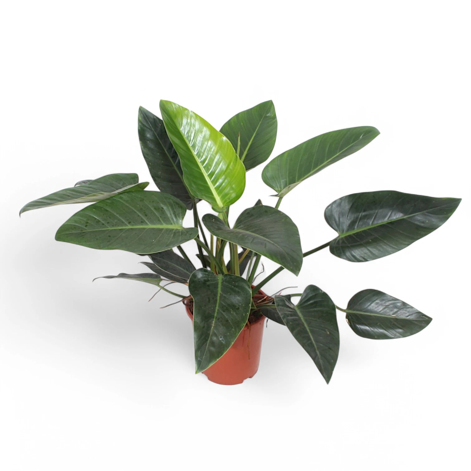 Philodendron 'Congo Green' potted houseplant in nursery pot on white background, product photo 2.