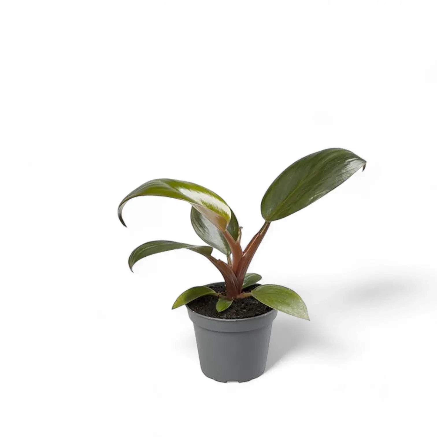 Philodendron 'Congo Rojo' potted houseplant in nursery pot on white background, product photo 2.