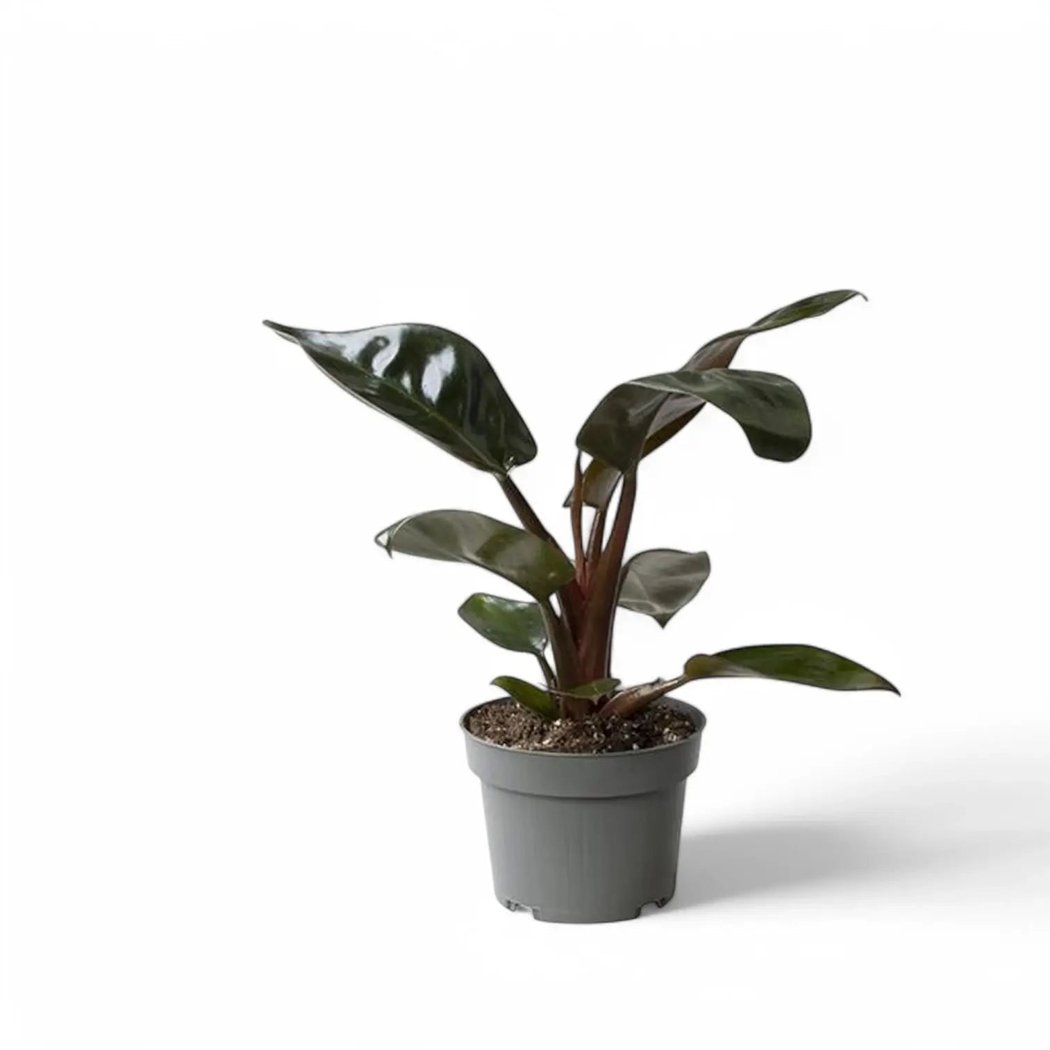 Philodendron 'Congo Rojo' potted houseplant in nursery pot on white background, product photo 3.