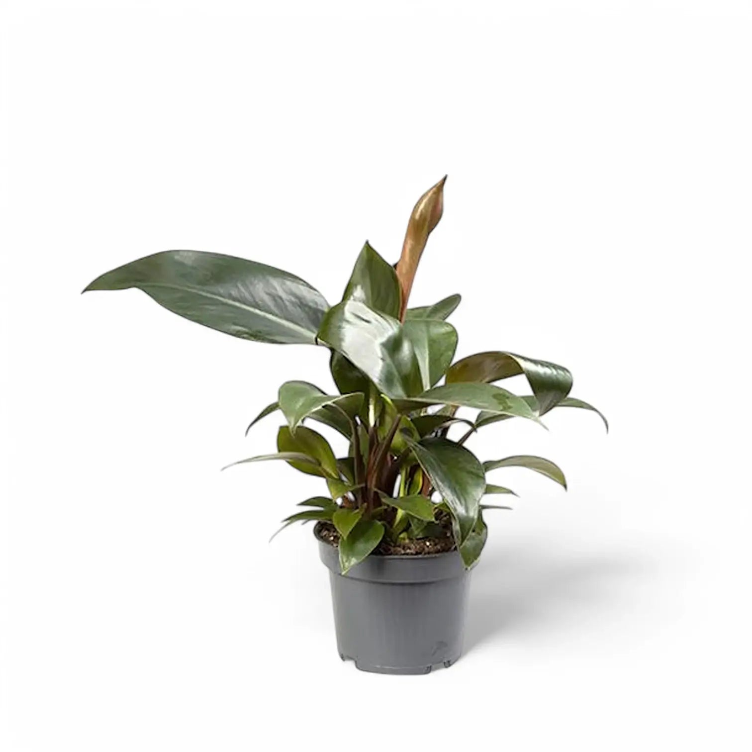 Philodendron 'Congo Rojo' potted houseplant in nursery pot on white background, product photo 4.