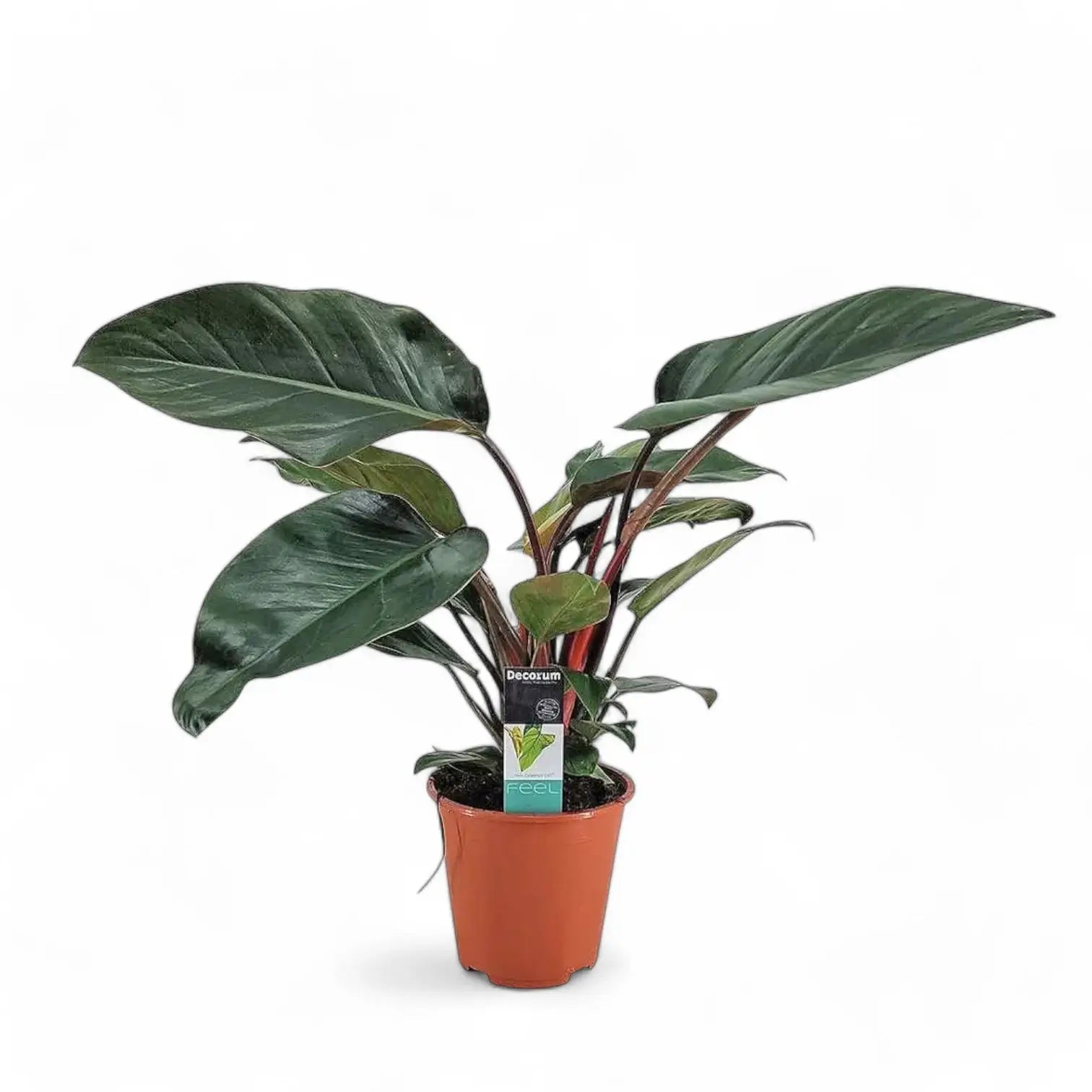 Philodendron 'Congo Rojo' potted houseplant in nursery pot on white background, product photo 6.