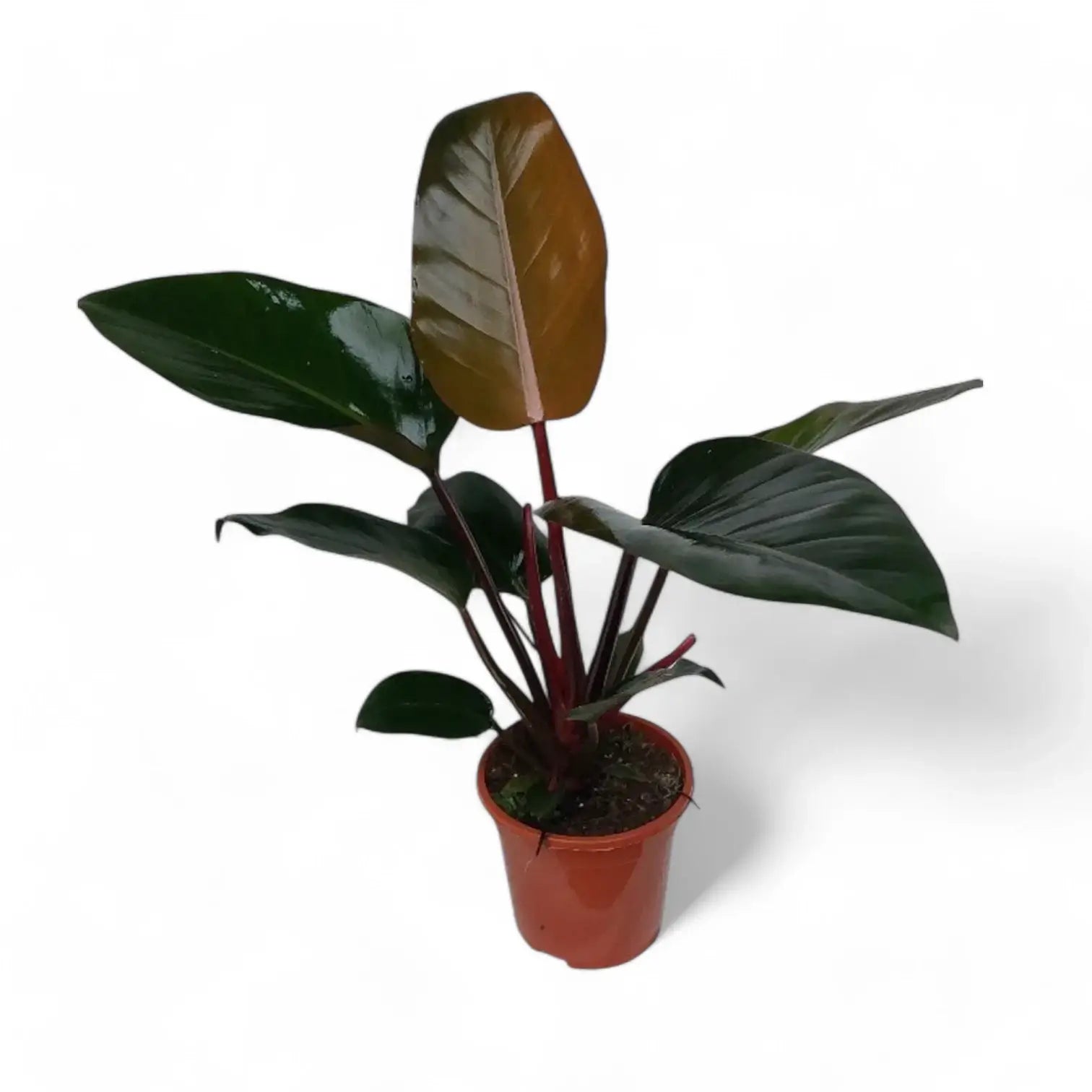 Philodendron 'Congo Rojo' potted houseplant in nursery pot on white background, product photo 7.