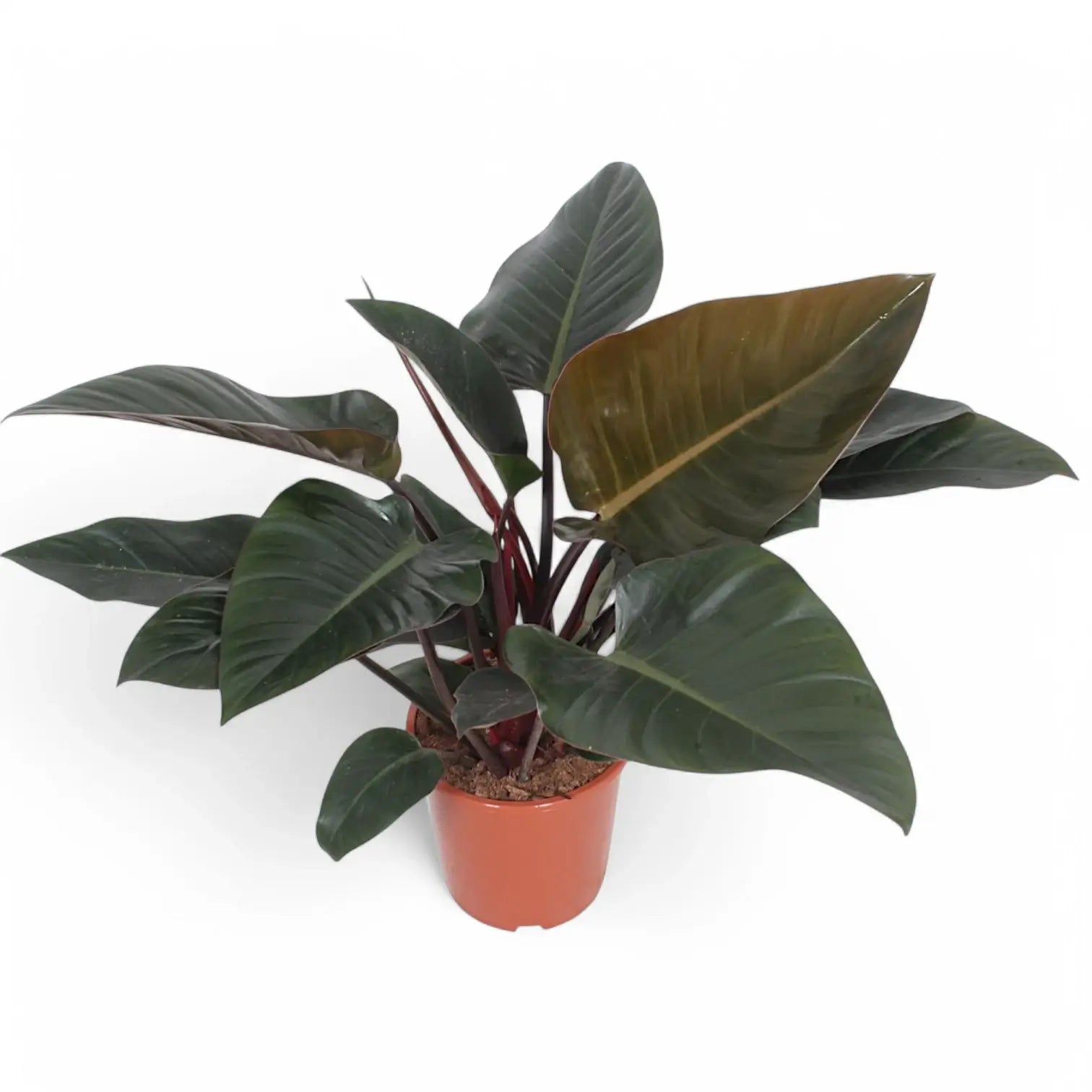 Philodendron 'Congo Rojo' potted houseplant in nursery pot on white background, product photo 8.