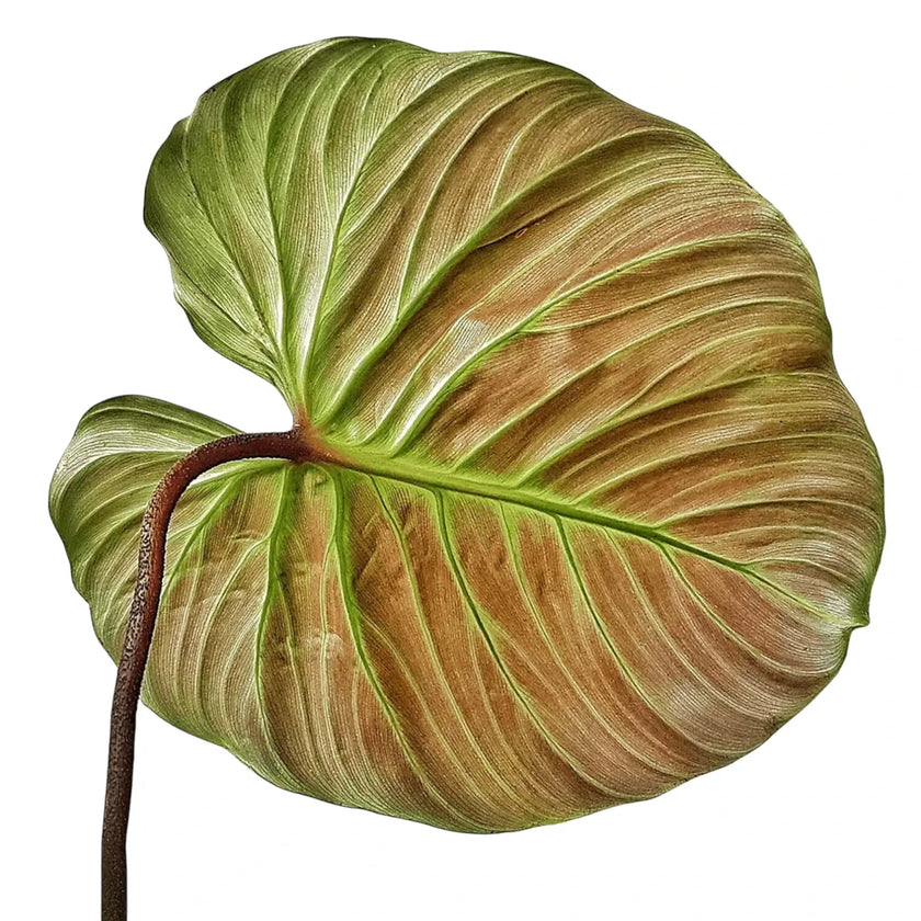 Philodendron 'El Choco red' (Philodendron rubrijuvenile) leaf close-up on white background.