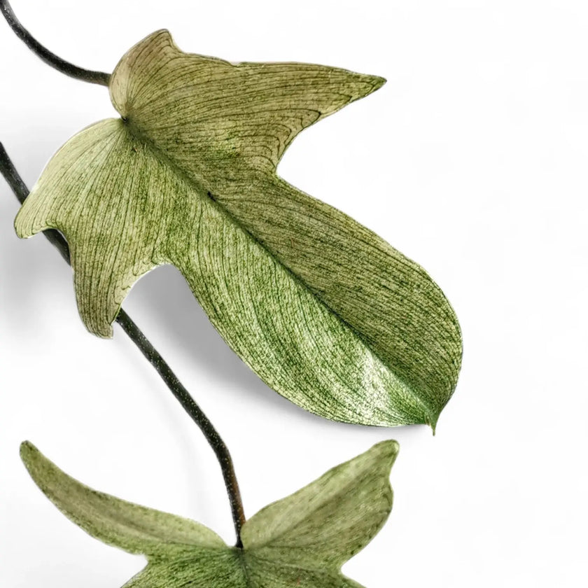 Philodendron 'Florida Ghost' leaf close-up on white background.