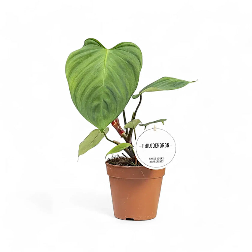Philodendron 'Fuzzy petiole'