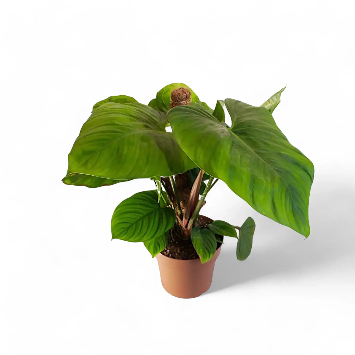 Philodendron 'Fuzzy petiole'