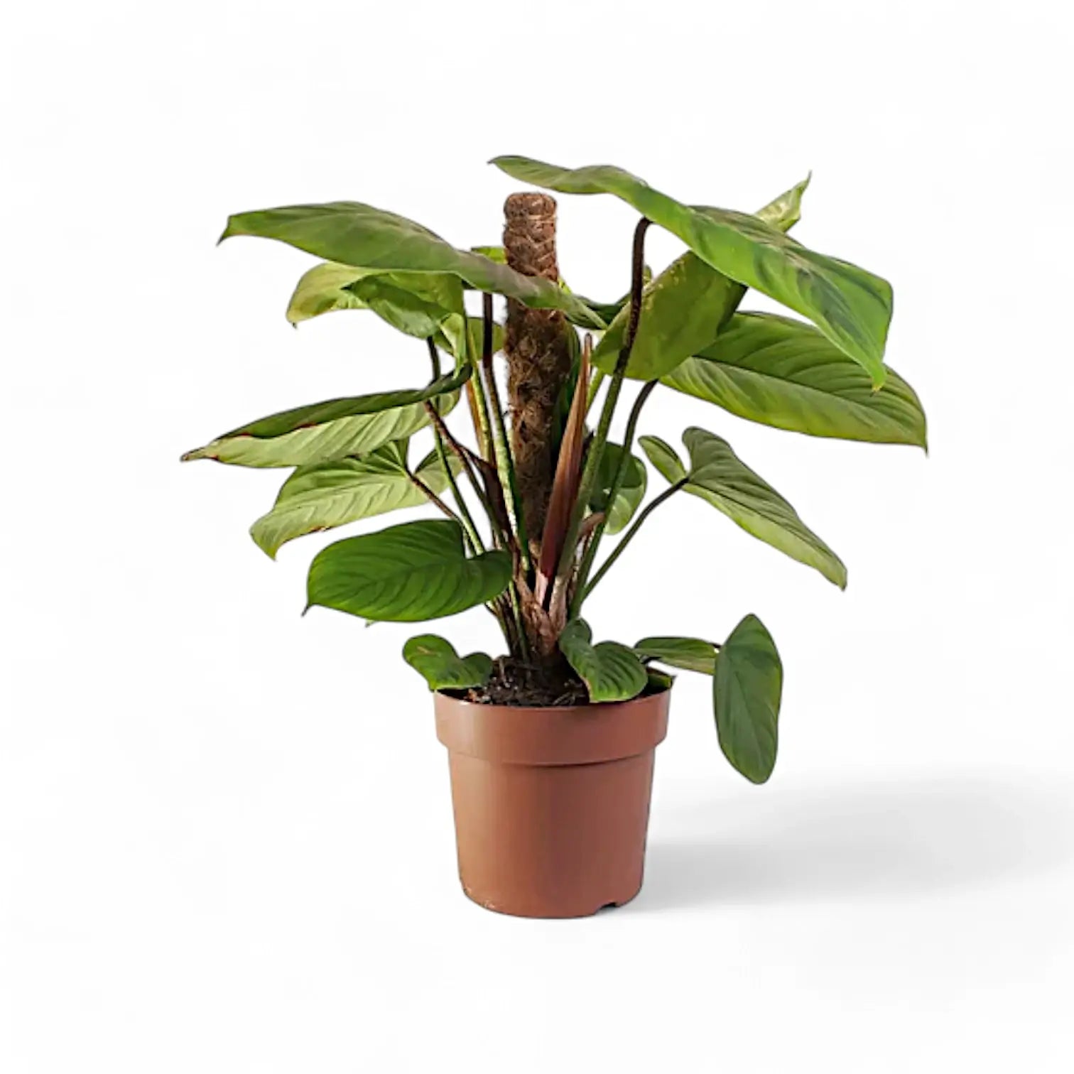 Philodendron 'Fuzzy petiole'