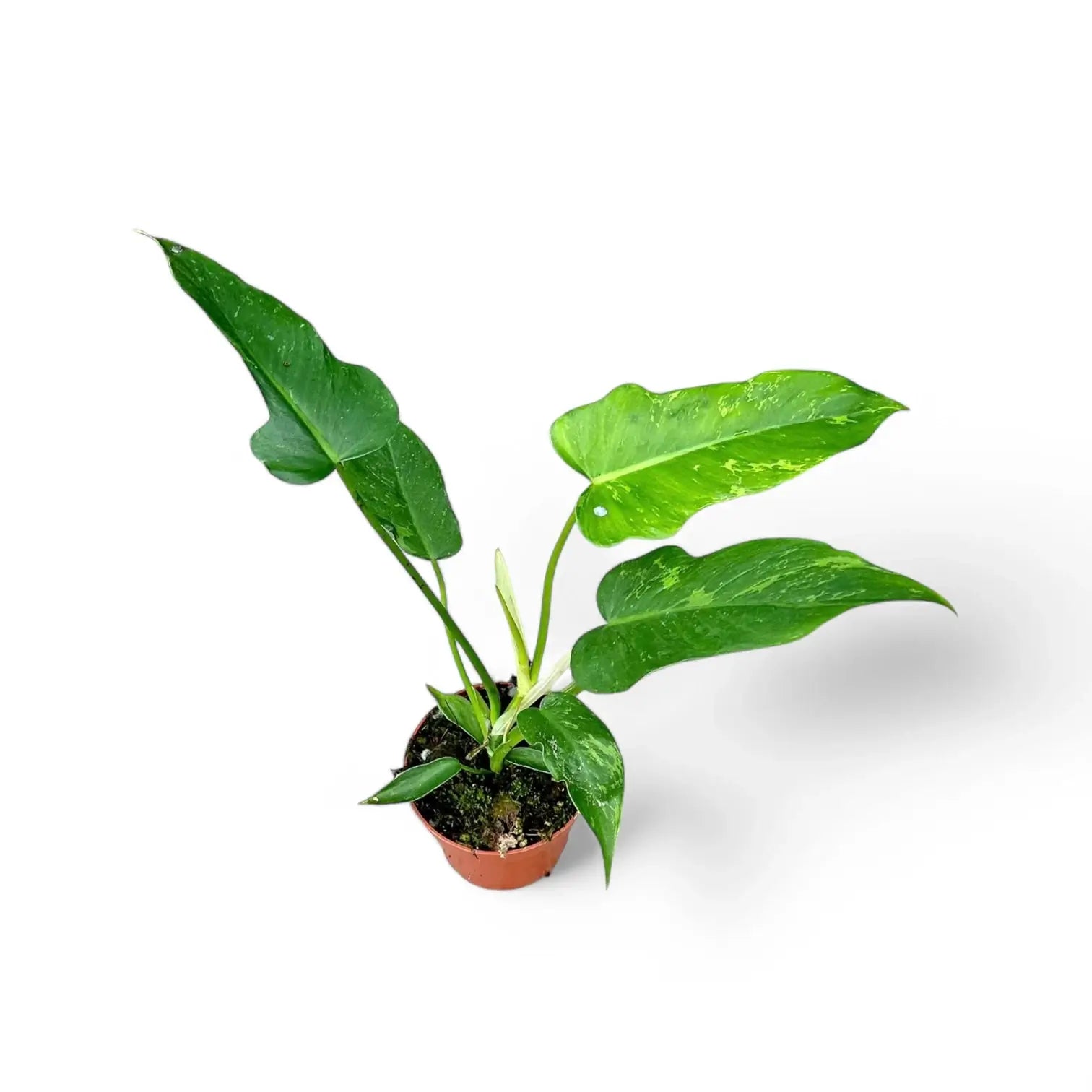 Philodendron 'Golden dragon' ('Lime Fiddle') potted houseplant in nursery pot on white background, product photo 2.