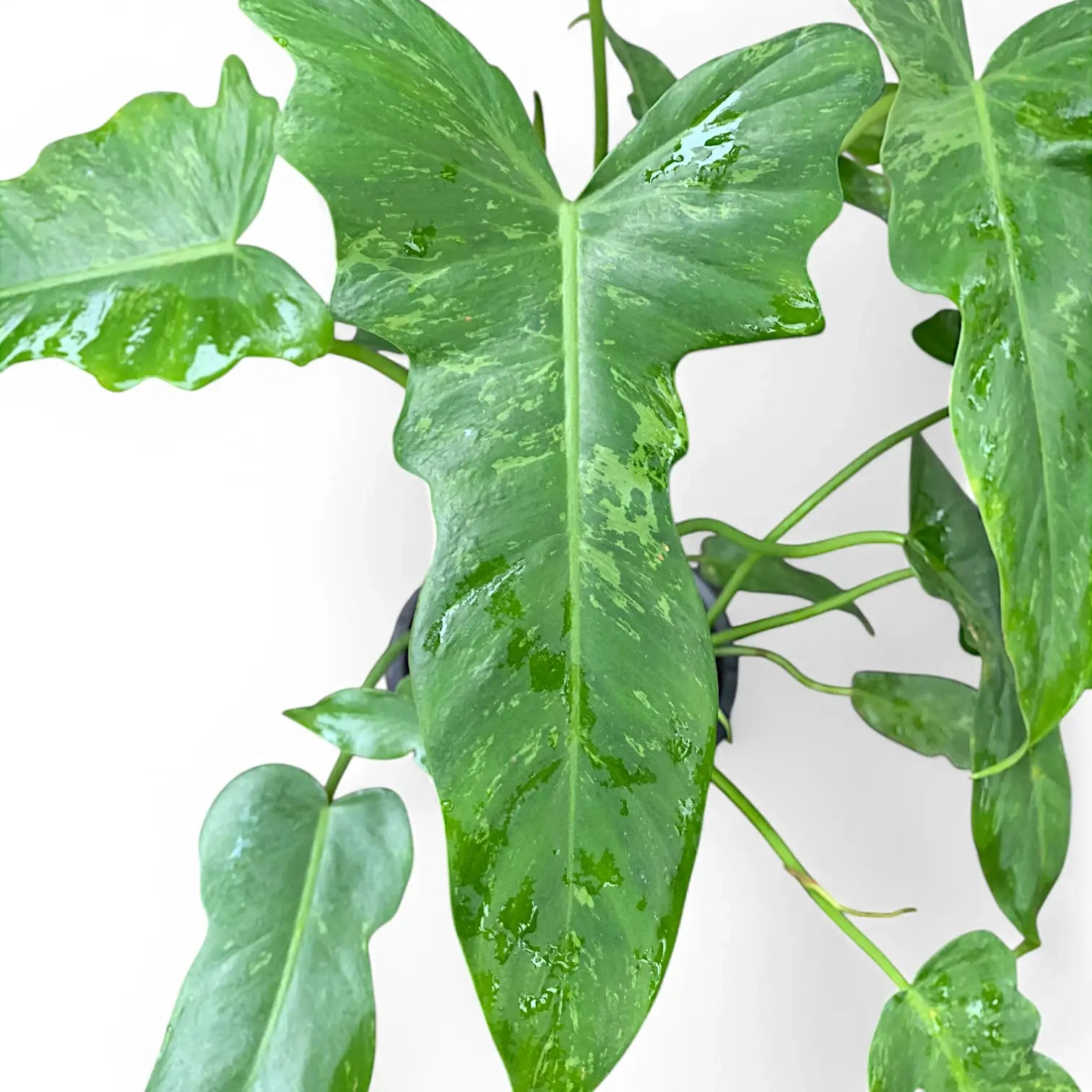 Philodendron 'Golden dragon' ('Lime Fiddle') potted houseplant in nursery pot on white background, product photo 6.