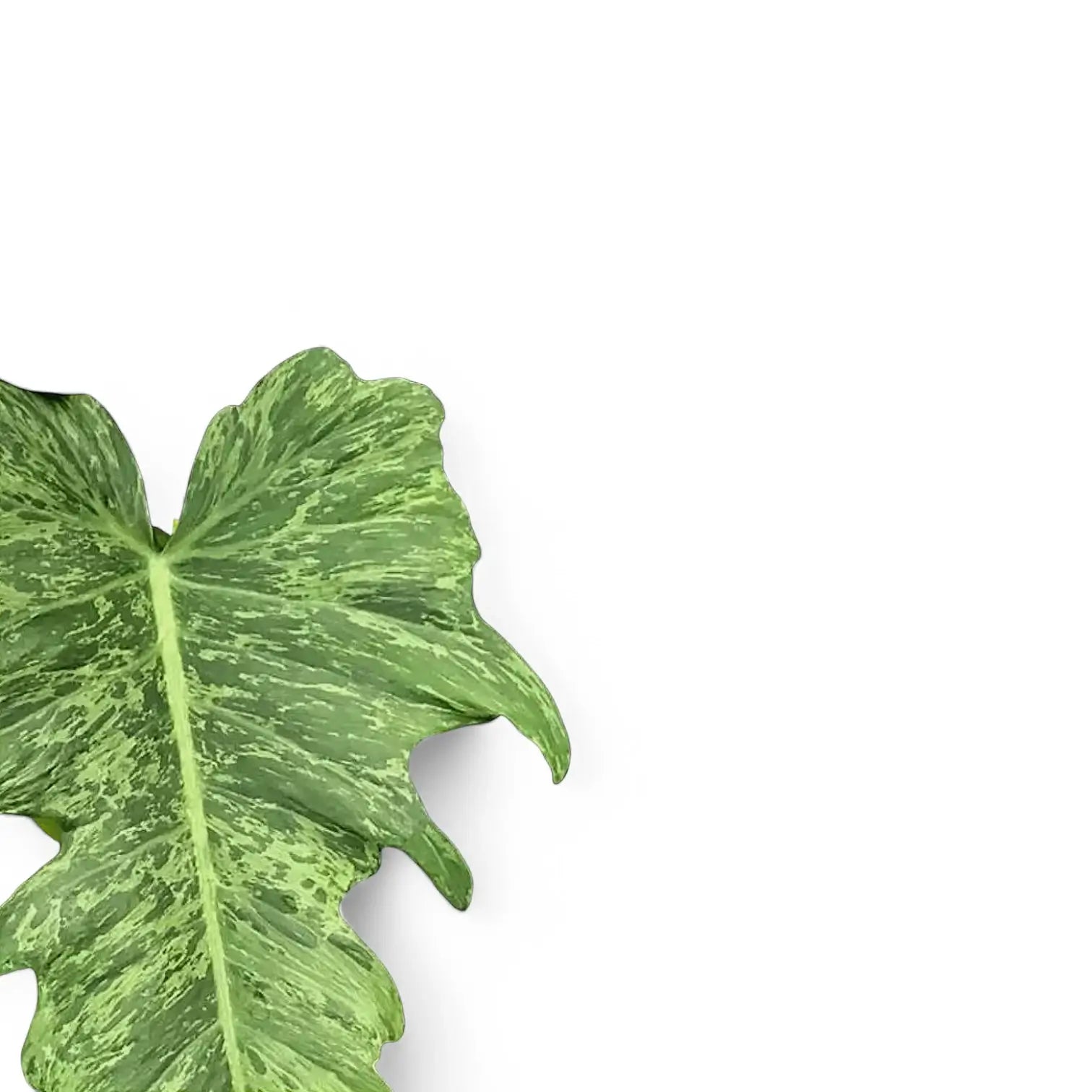 Philodendron 'Golden dragon' ('Lime Fiddle') potted houseplant in nursery pot on white background, product photo 7.