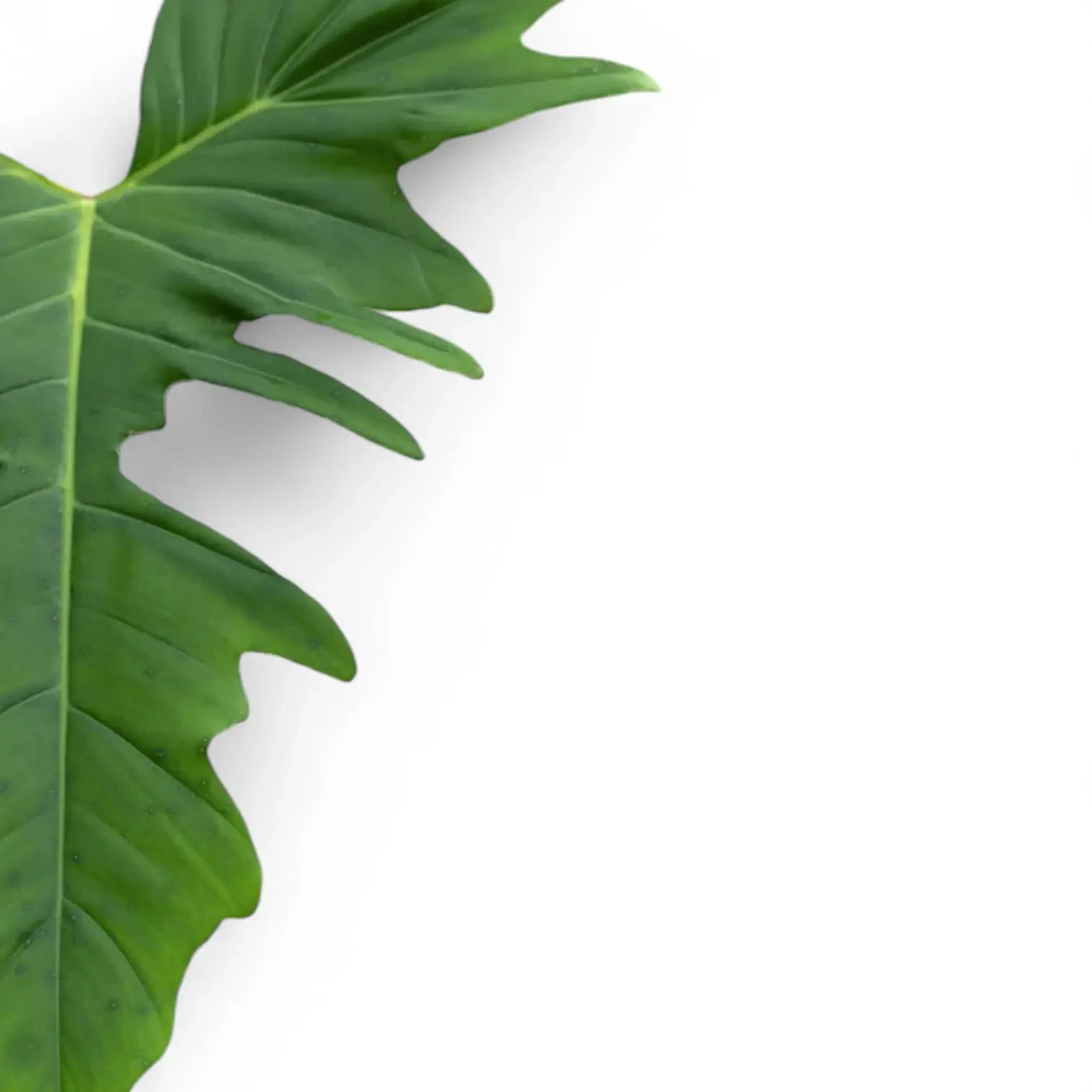 Philodendron 'Green dragon' leaf close-up on white background.