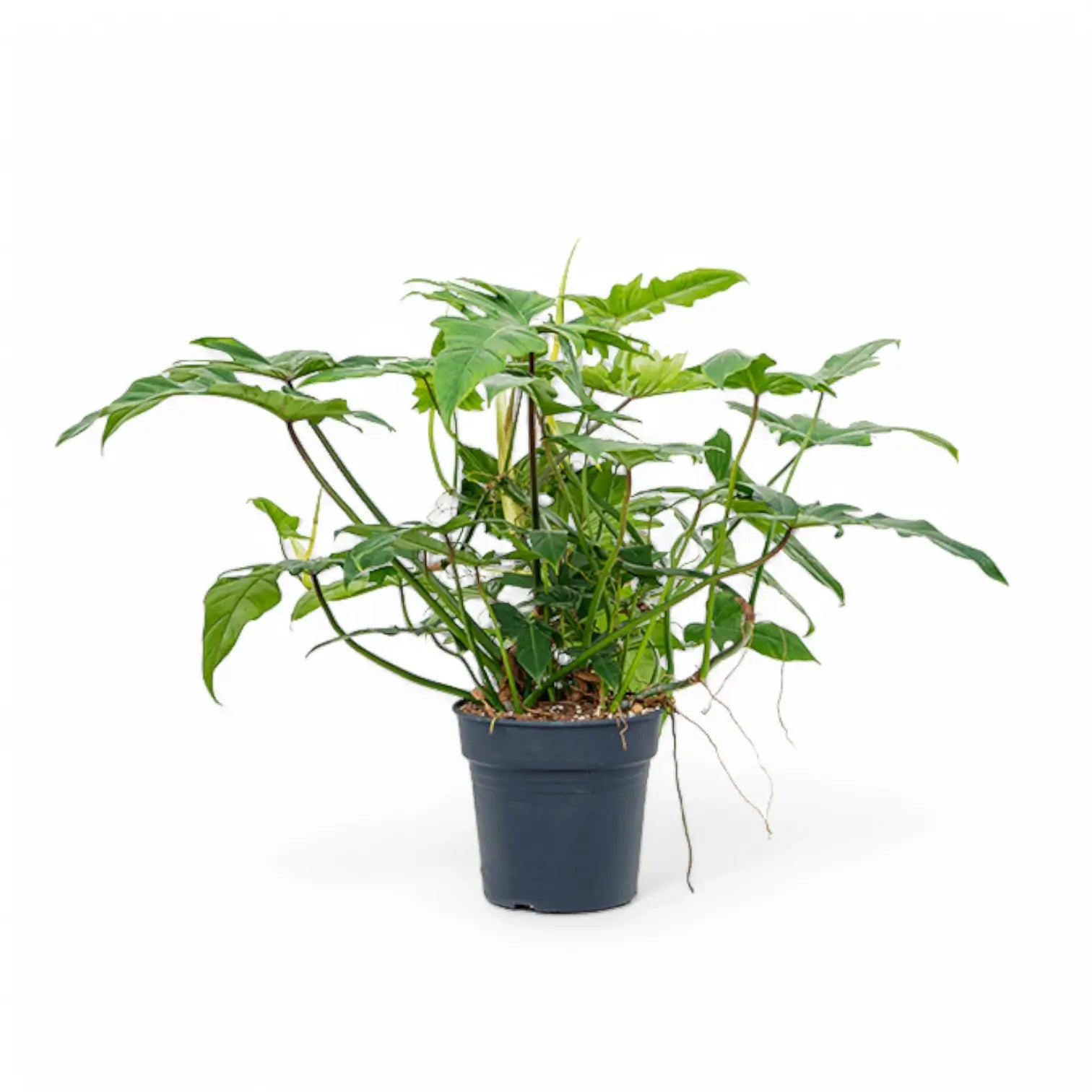 Philodendron 'Green dragon' potted houseplant in nursery pot on white background, product photo 3.