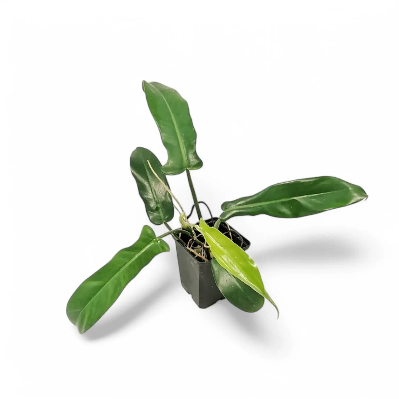 Philodendron 'Jerry Horne' potted houseplant in nursery pot on white background, product photo 2.