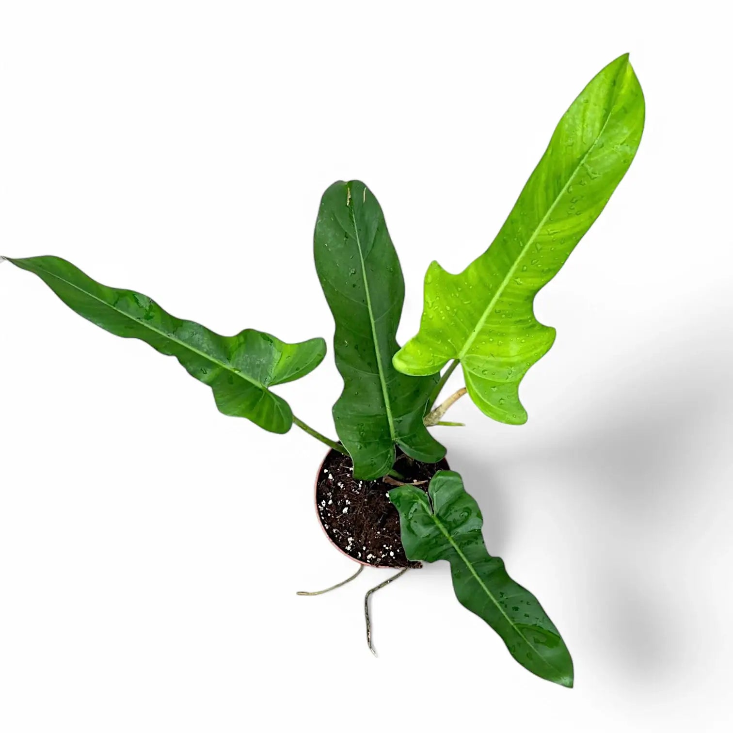 Philodendron 'Jerry Horne' potted houseplant in nursery pot on white background, product photo 4.
