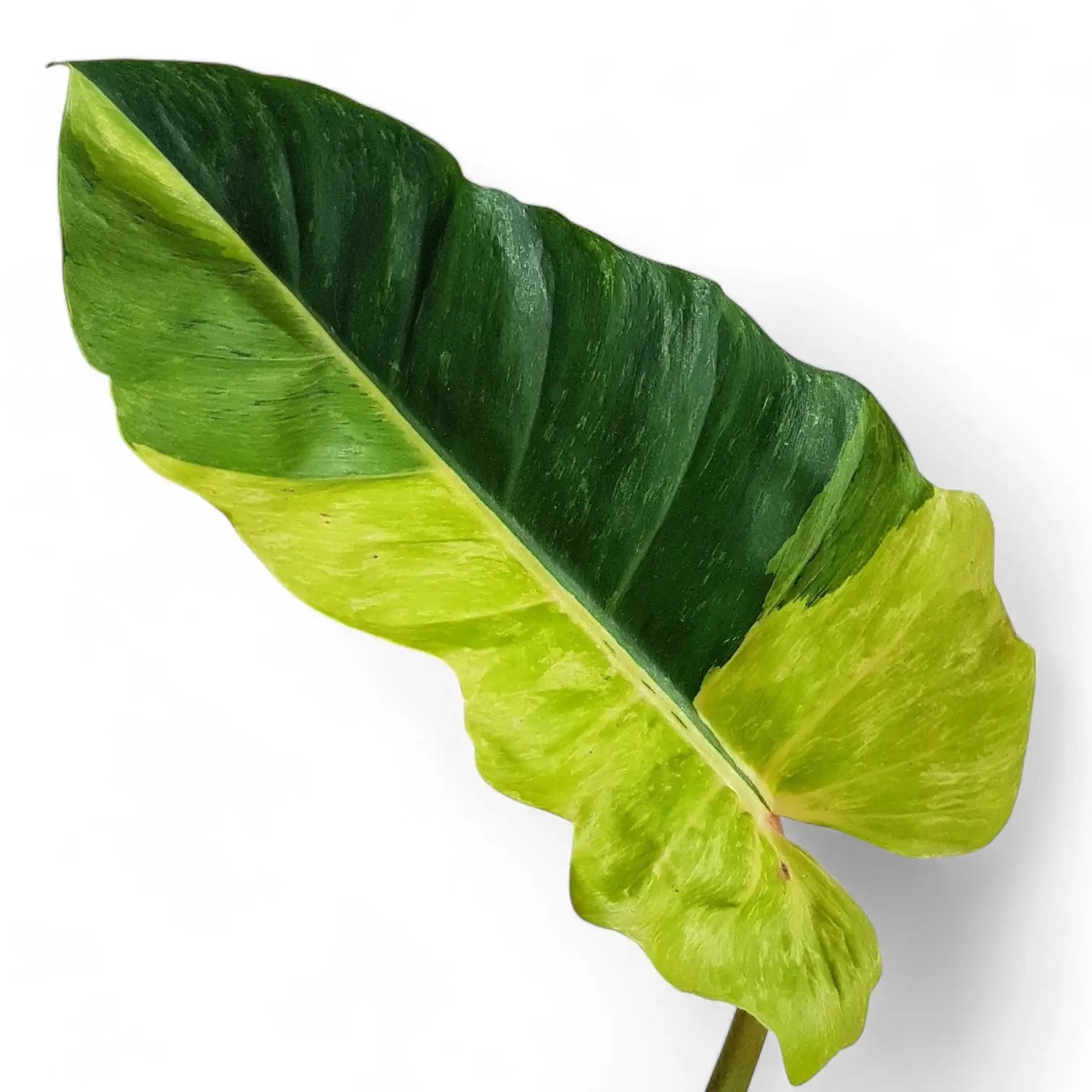 Philodendron 'Jungle fever' leaf close-up on white background.