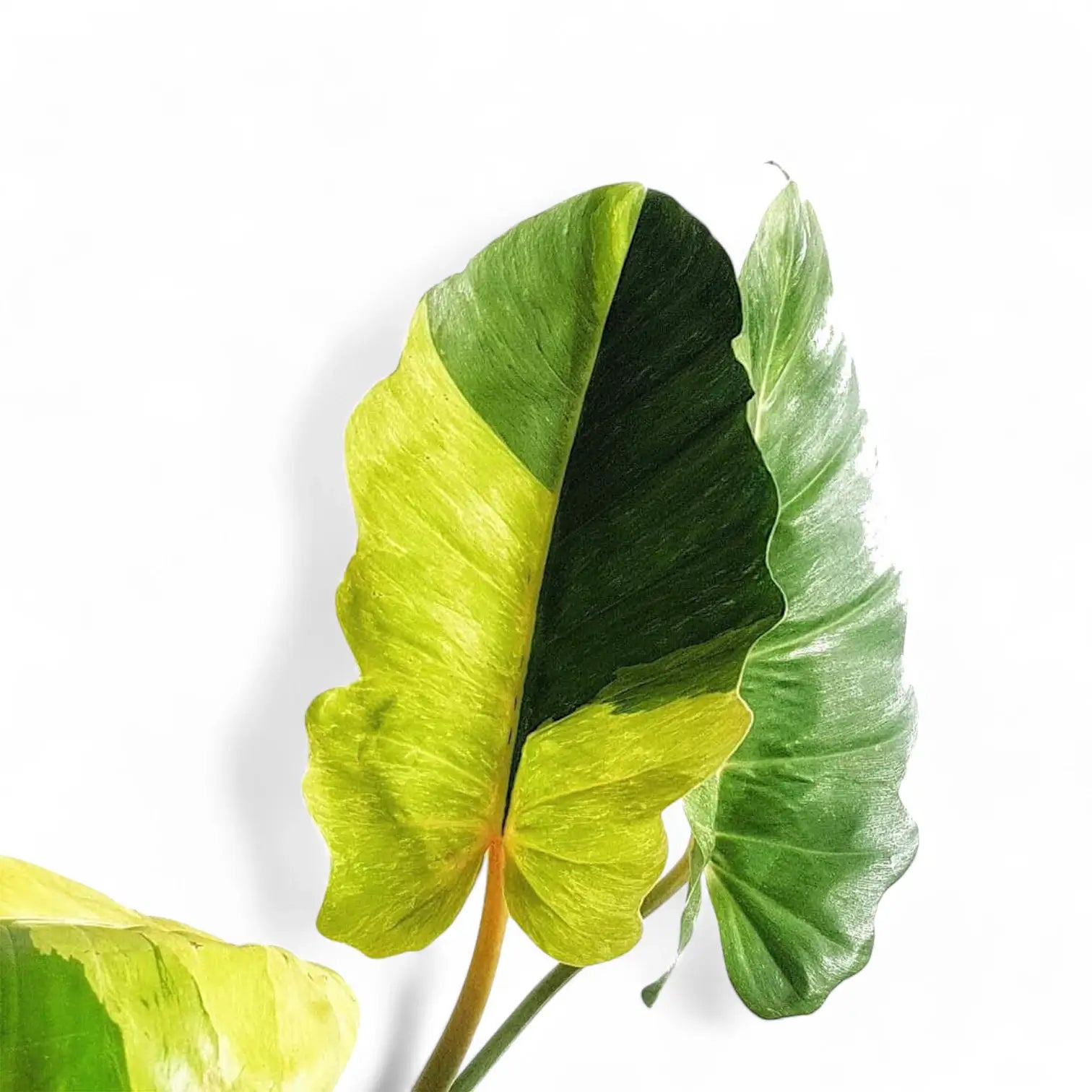 Philodendron 'Jungle fever' potted houseplant in nursery pot on white background, product photo 2.