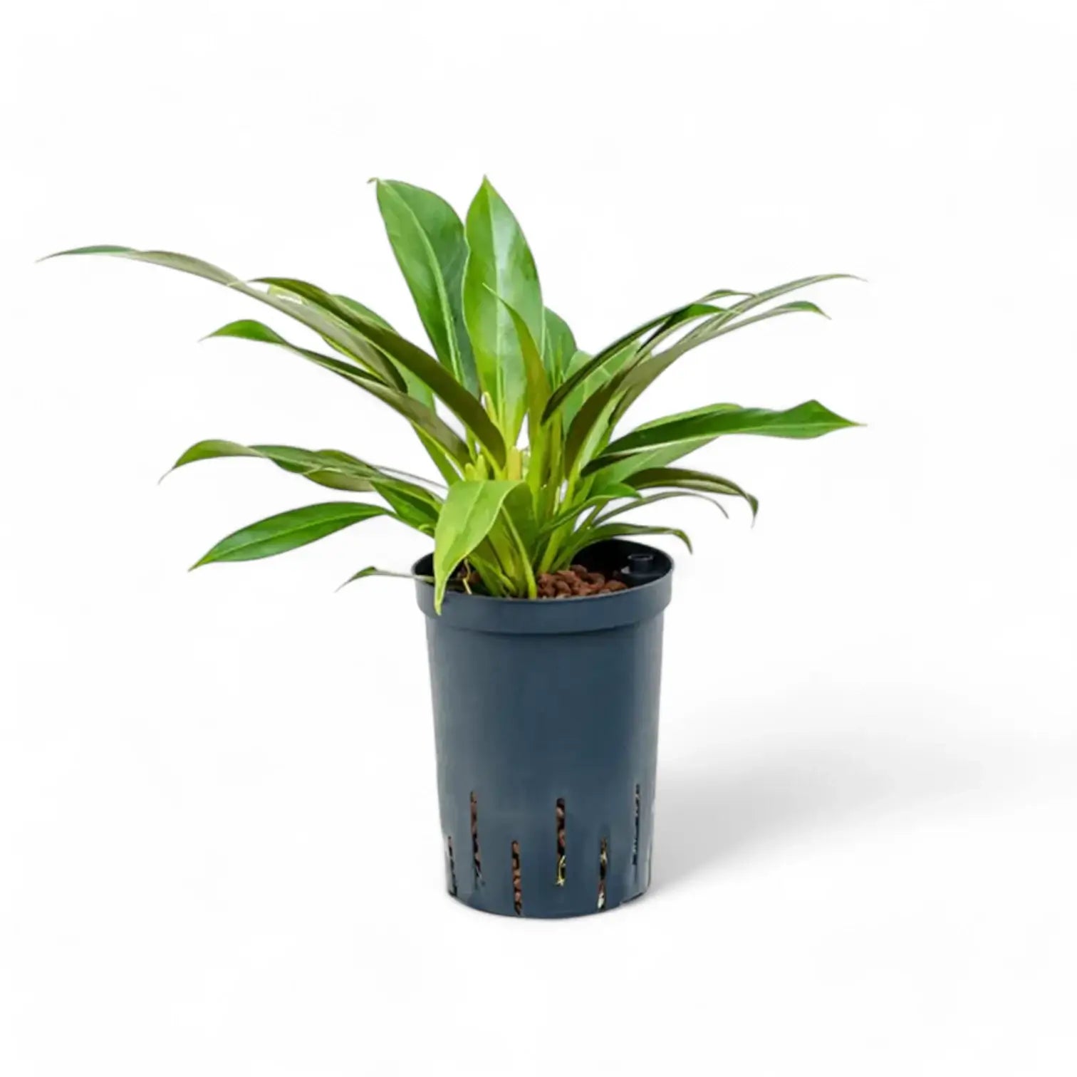 Philodendron 'Little Phil' potted houseplant in nursery pot on white background, product photo 3.