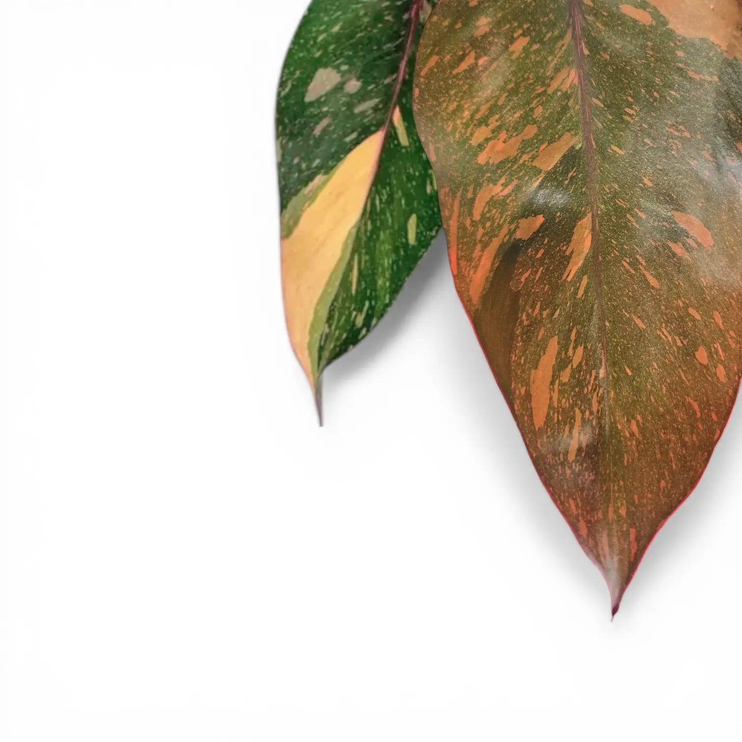 Philodendron 'Orange Princess'